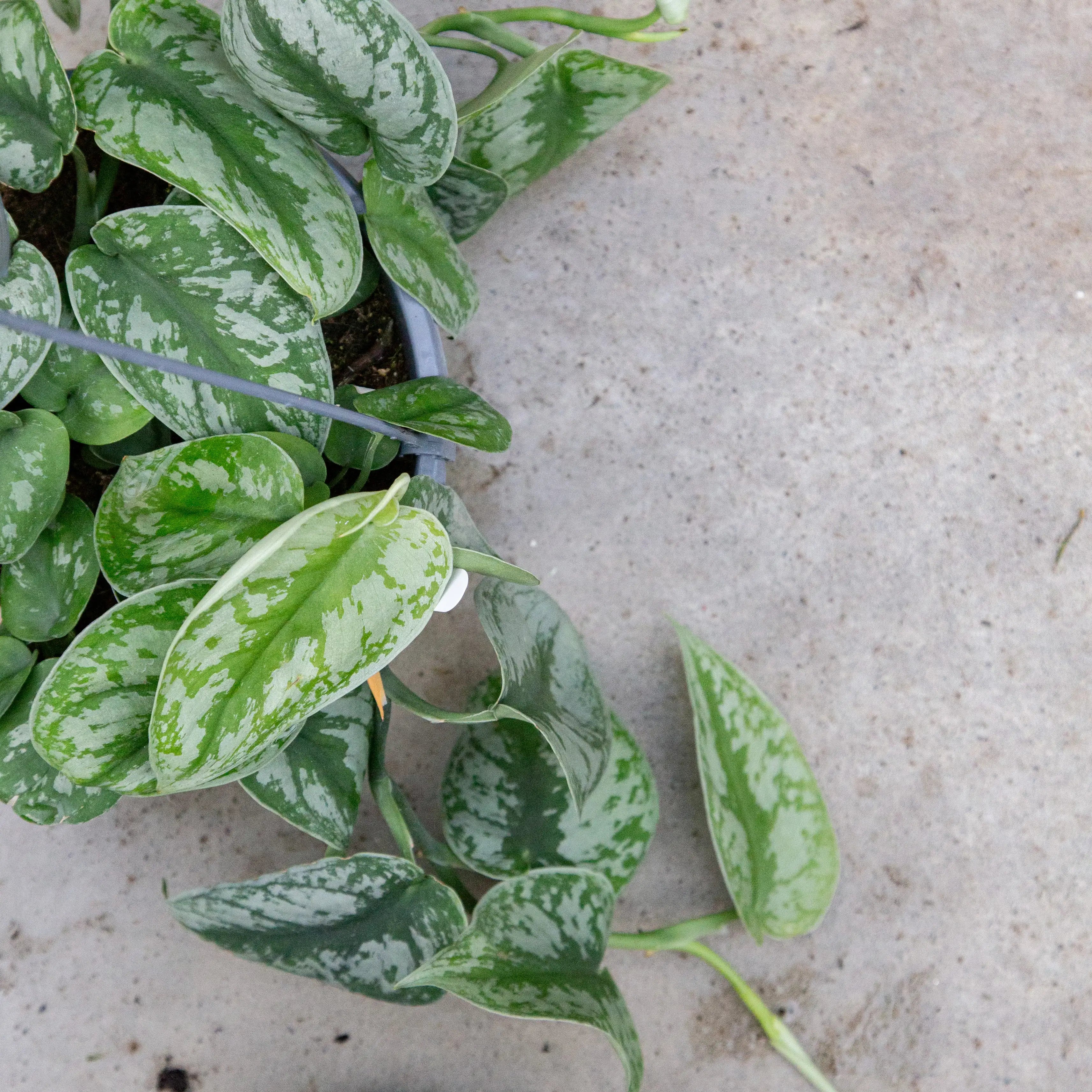 Pothos Silver Satin 'Exotica'