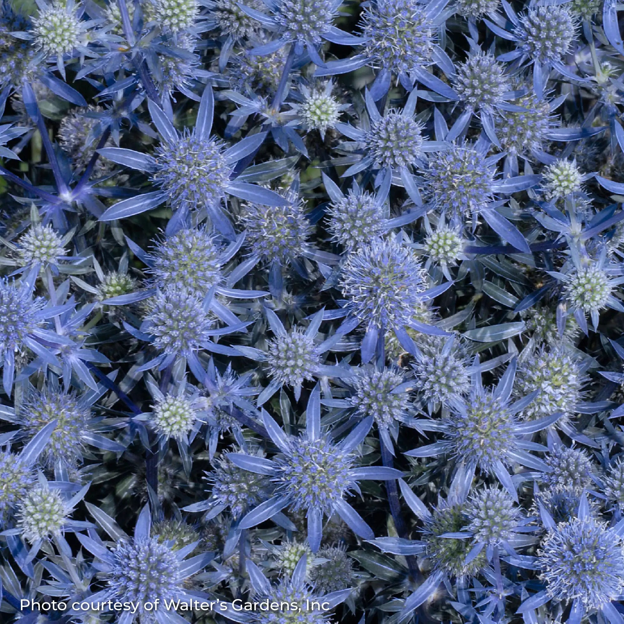 Sea Holly 'Blue Glitter'