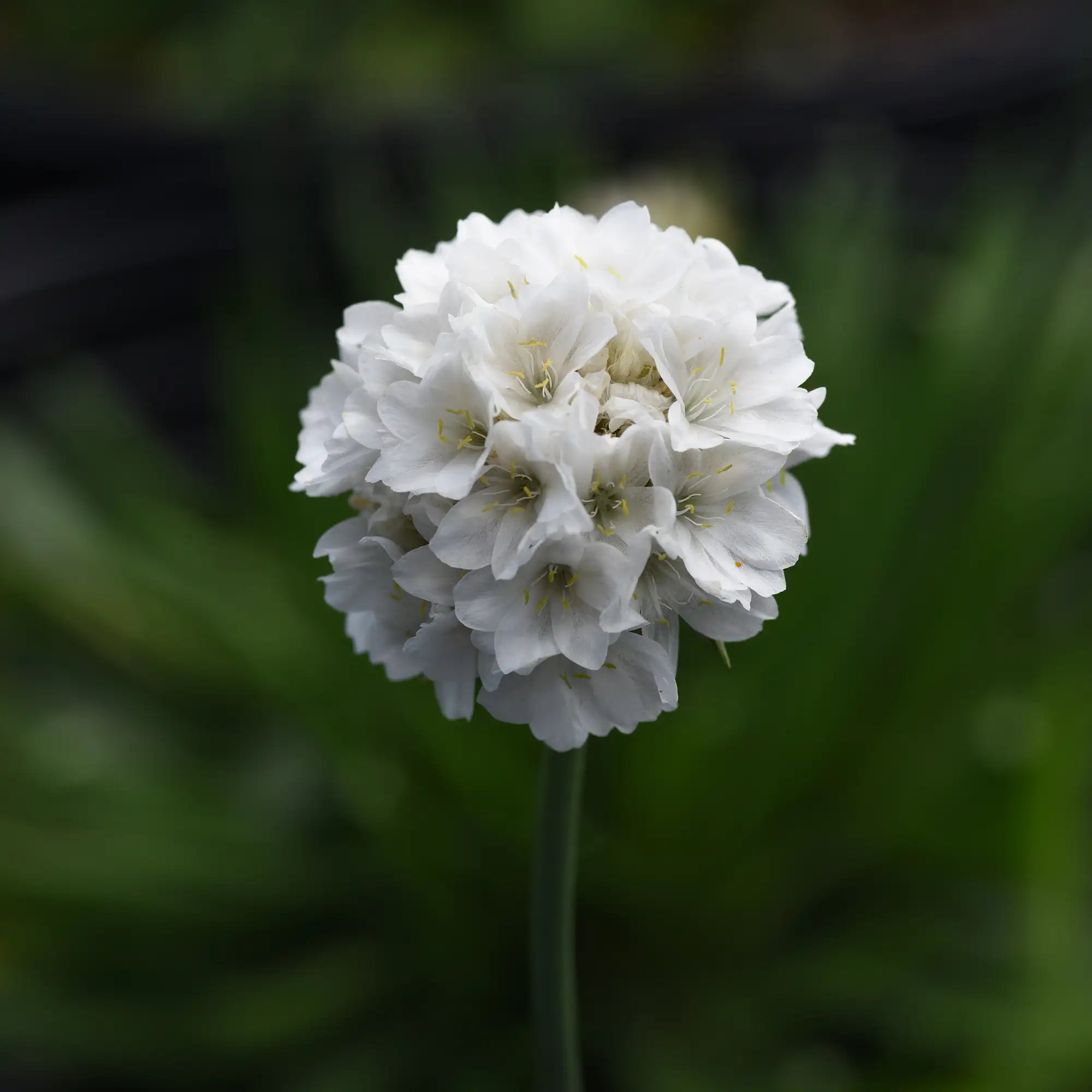 Sea Thrift Dreameria® 'Dream Clouds'