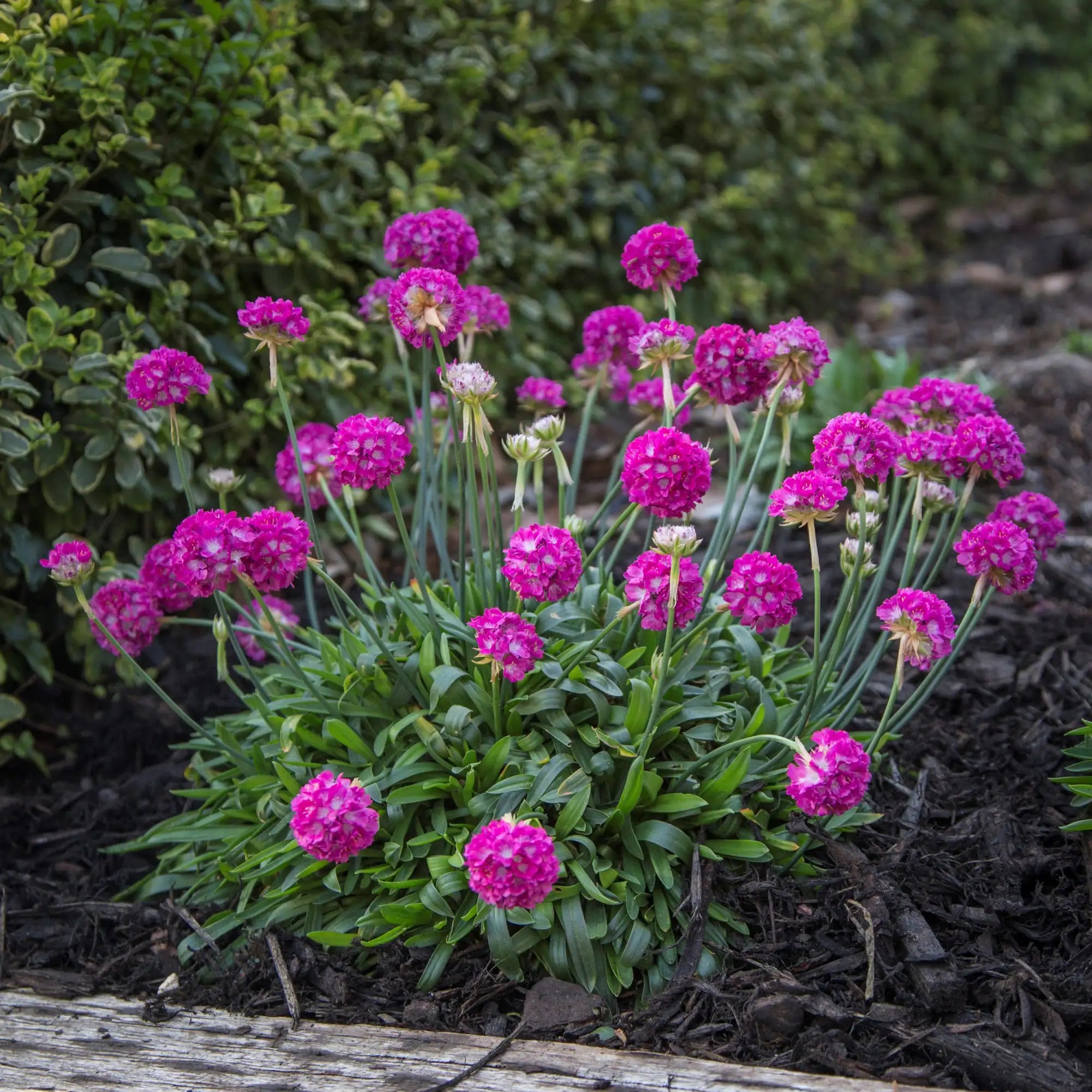 Sea Thrift Dreameria® 'Dream Weaver'