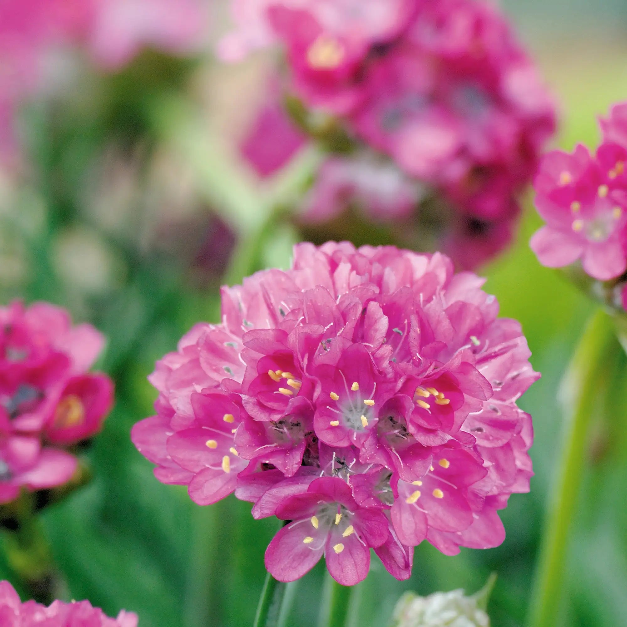 Thrift, Sea - Morning Star Deep Pink