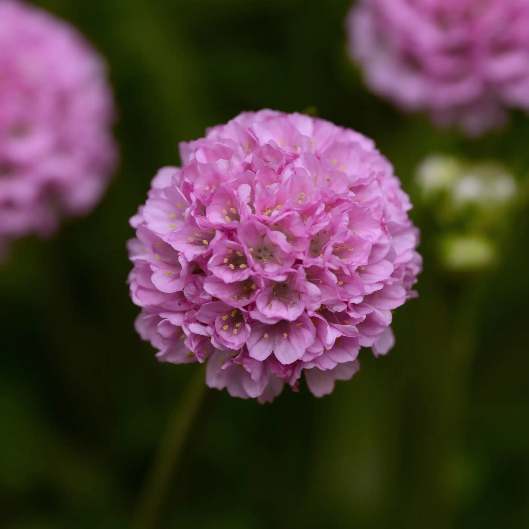 Sea Thrift Dreameria® 'Sweet Dreams'