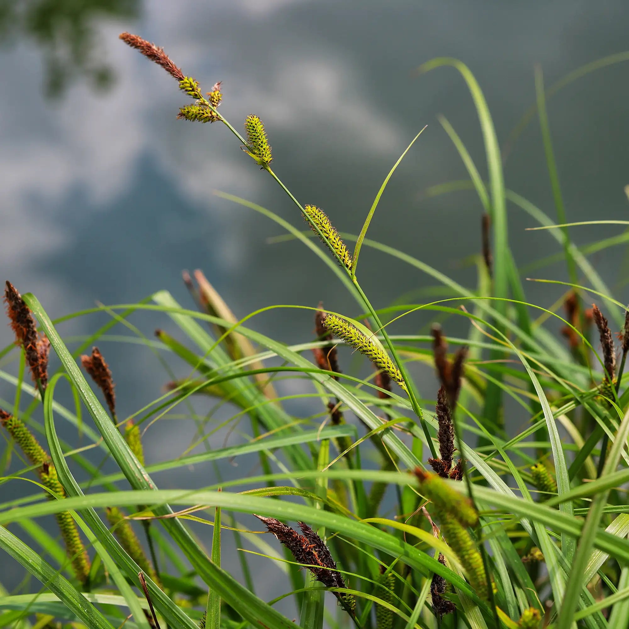 Greater Pond Sedge with seedheads by a pond