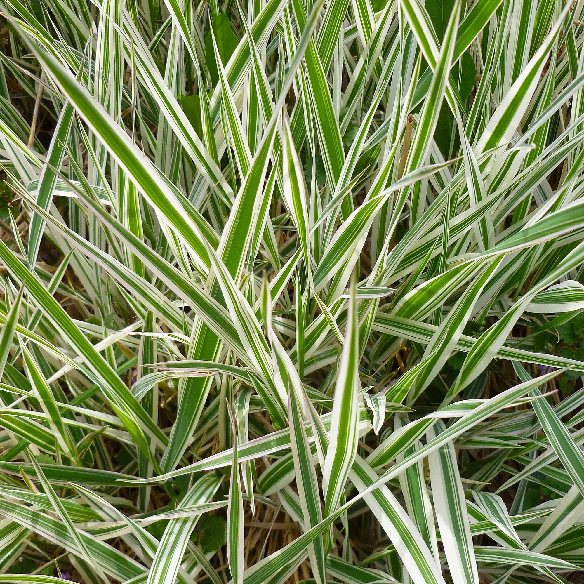 Ice Dance Sedge with variegated green and while foliage