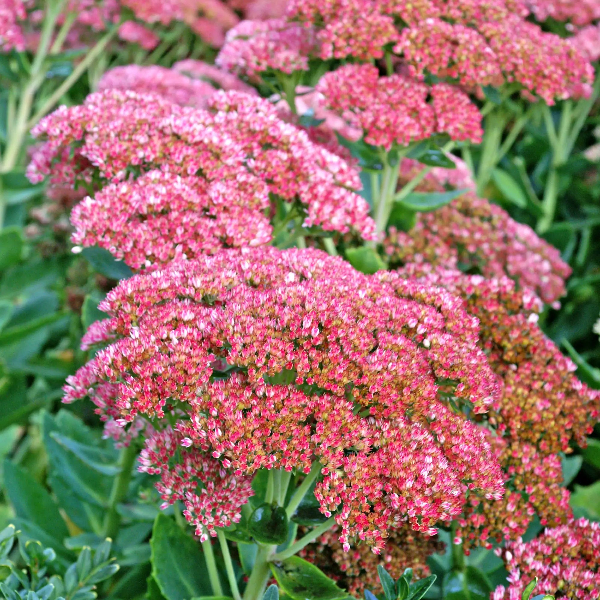 Stonecrop 'Autumn Joy'