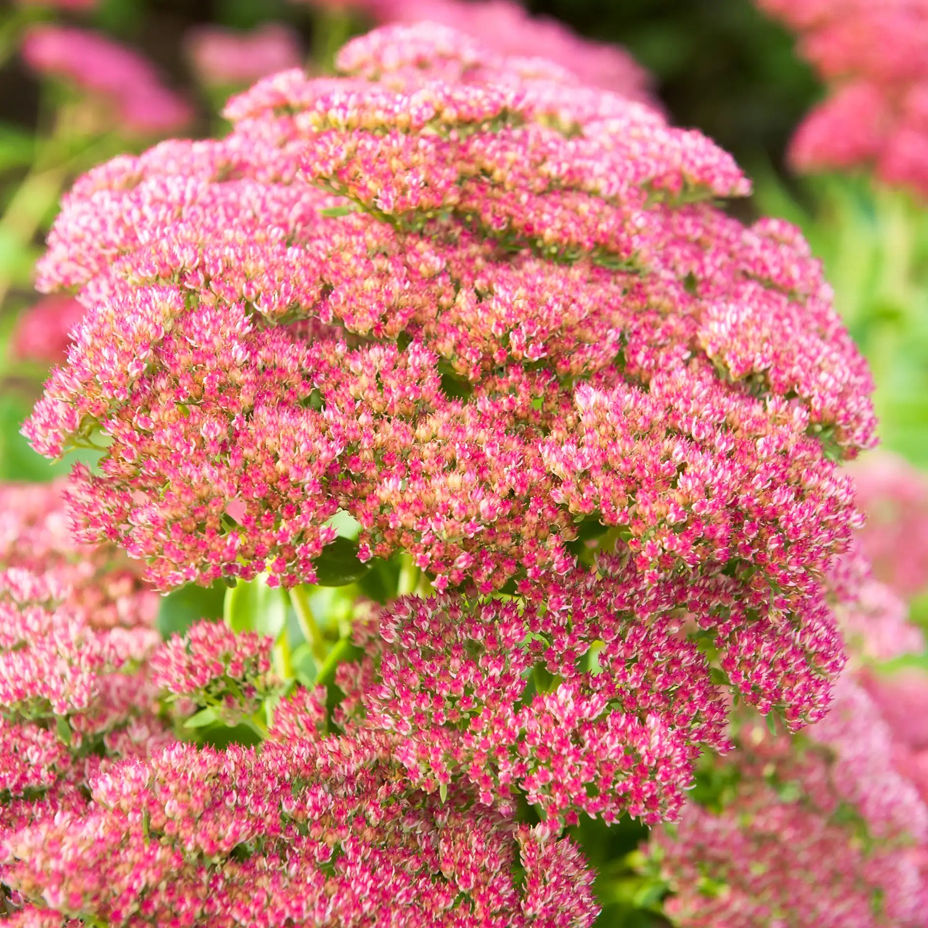 Stonecrop 'Brilliant'