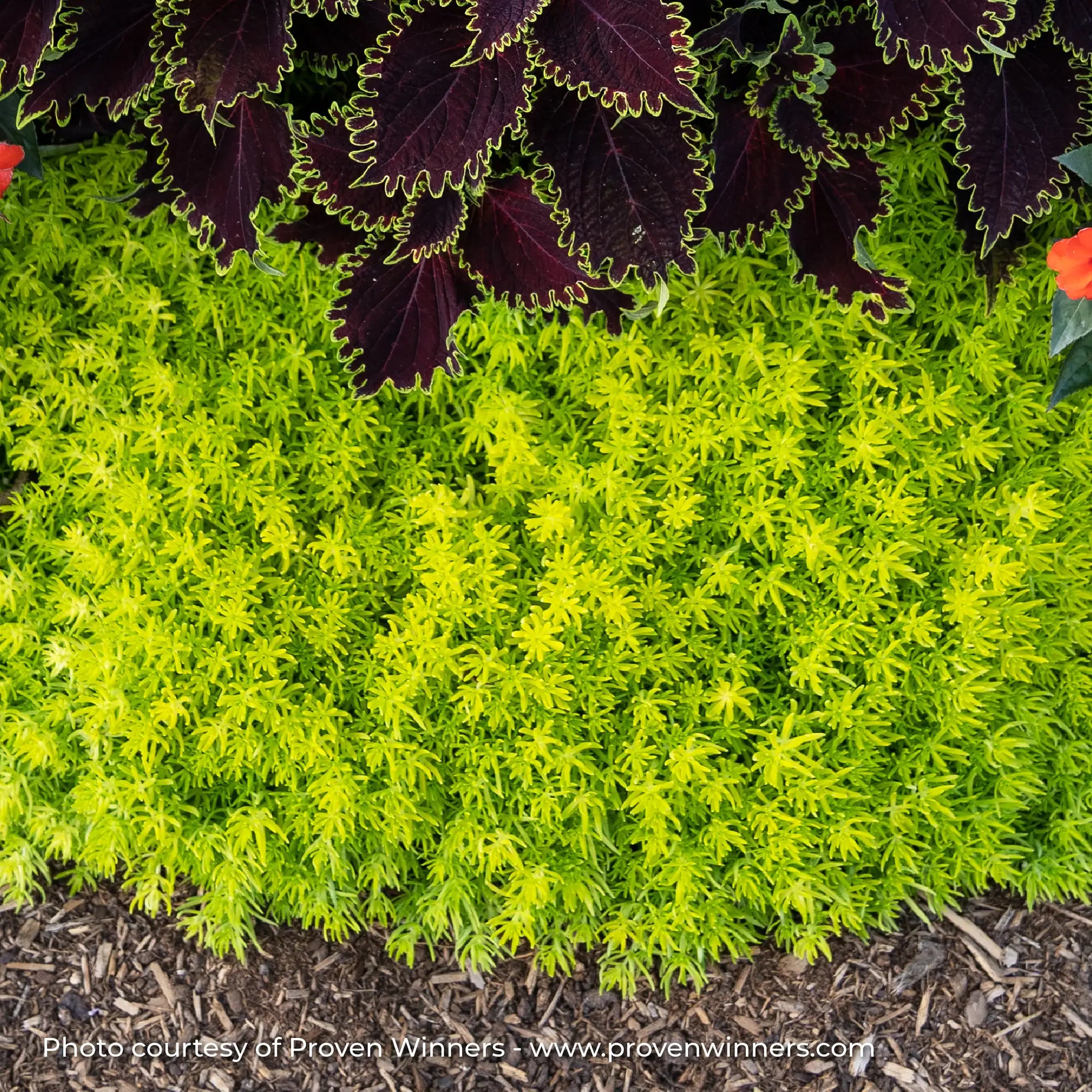 Sedum 'Lemon Coral®'