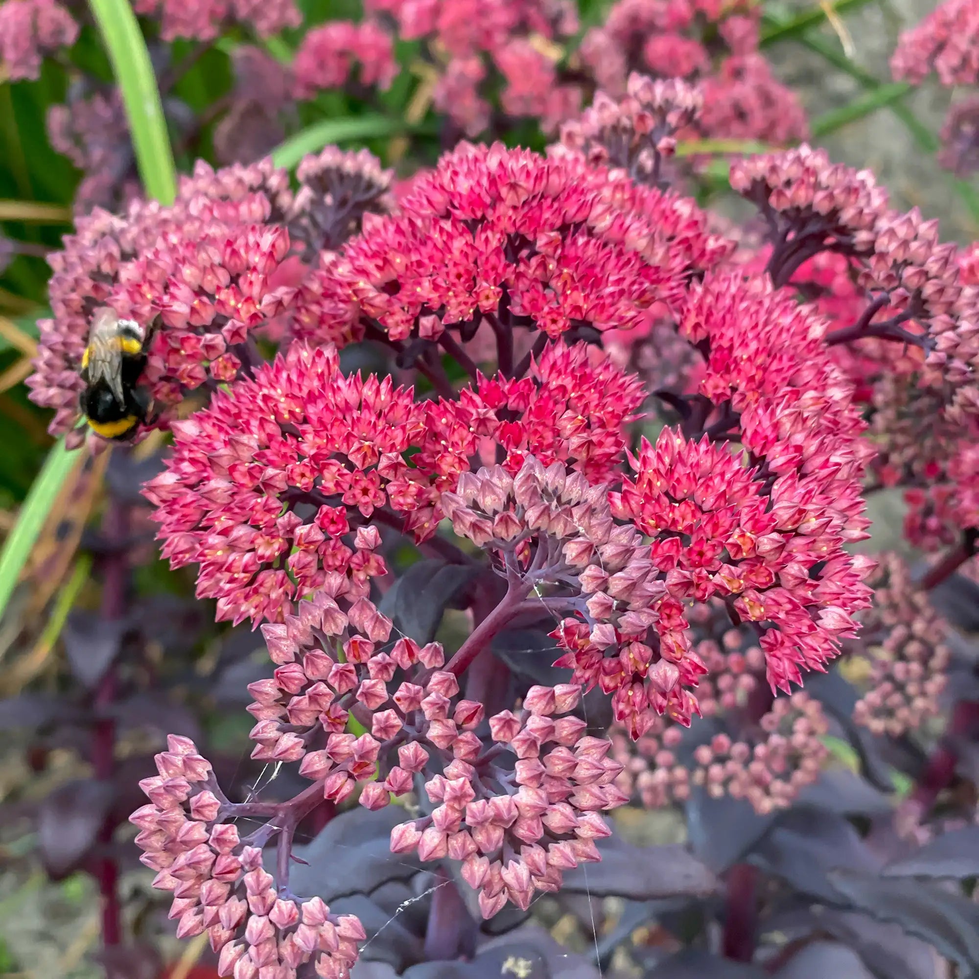 Stonecrop Mojave Jewels™ 'Diamond'