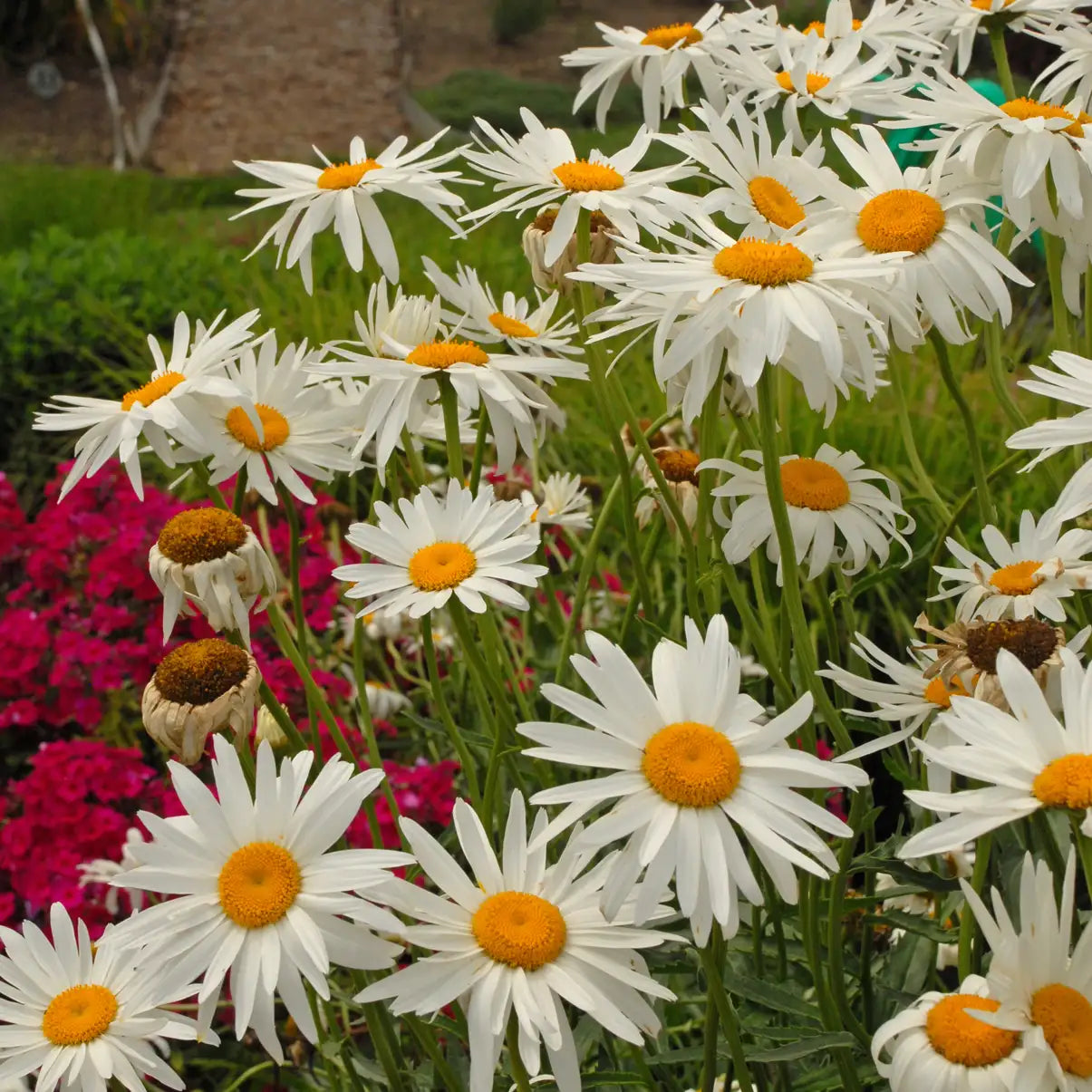 Shasta Daisy 'Alaska'