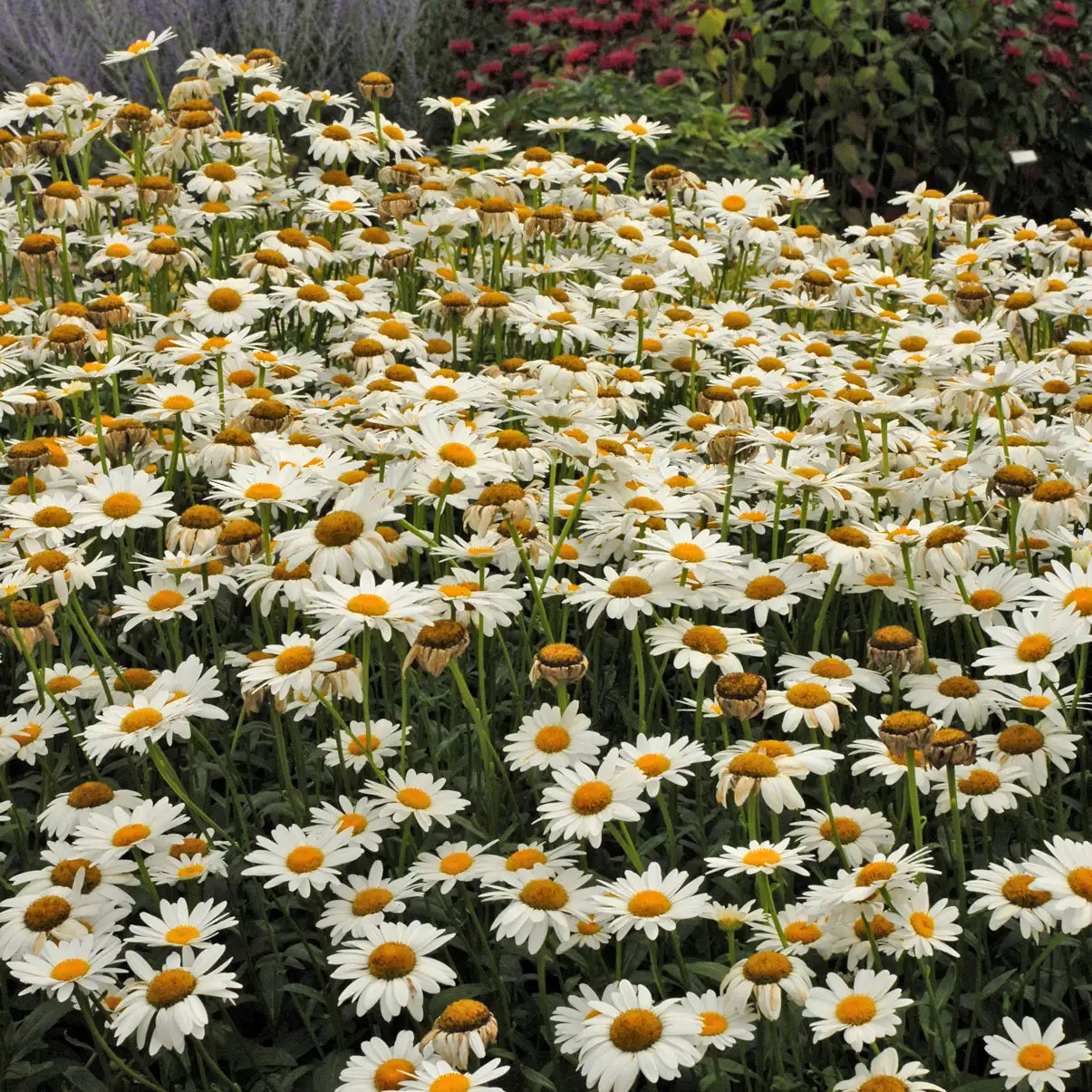 Shasta Daisy 'Becky'