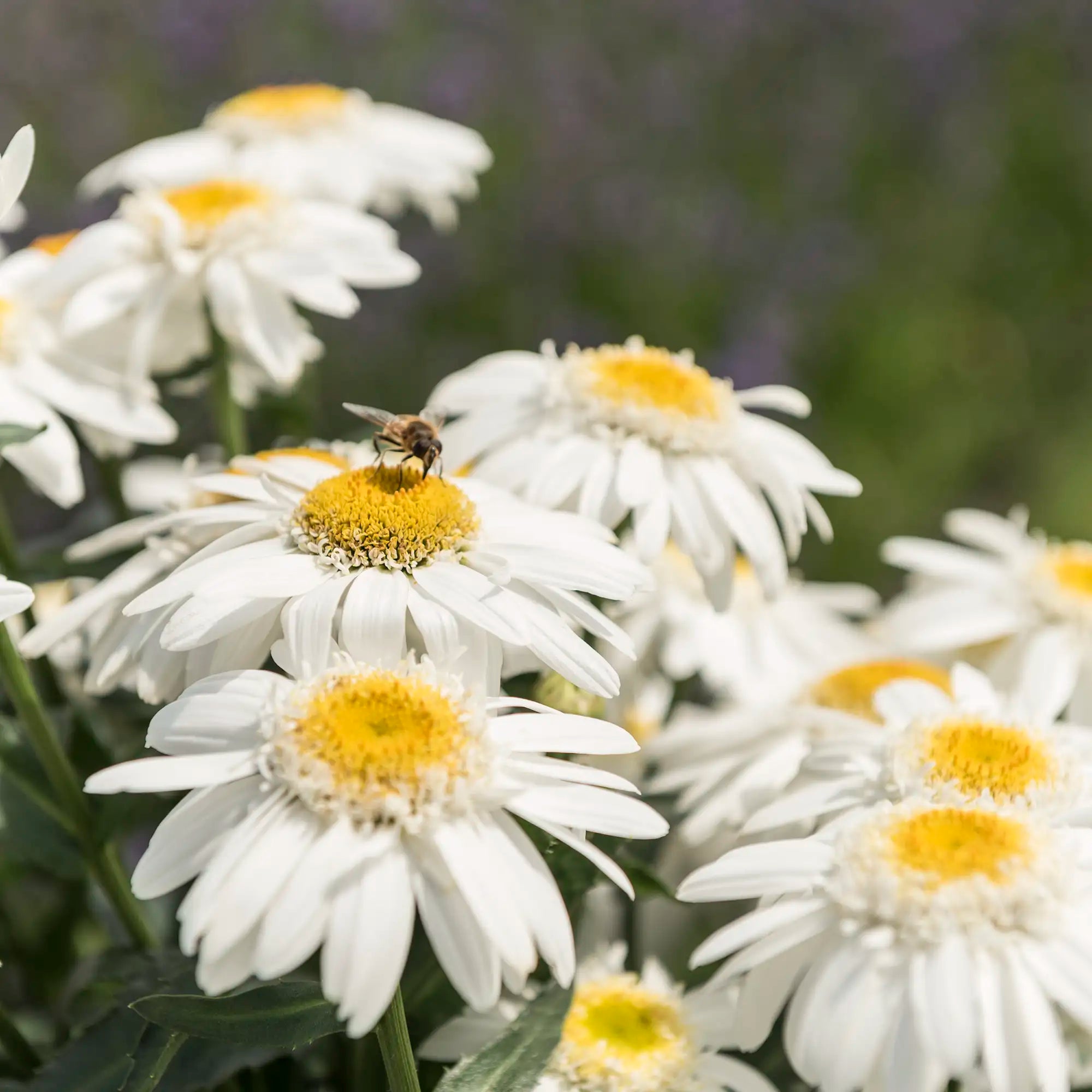 Shasta Daisy Sweet Daisy™ 'Birdy'