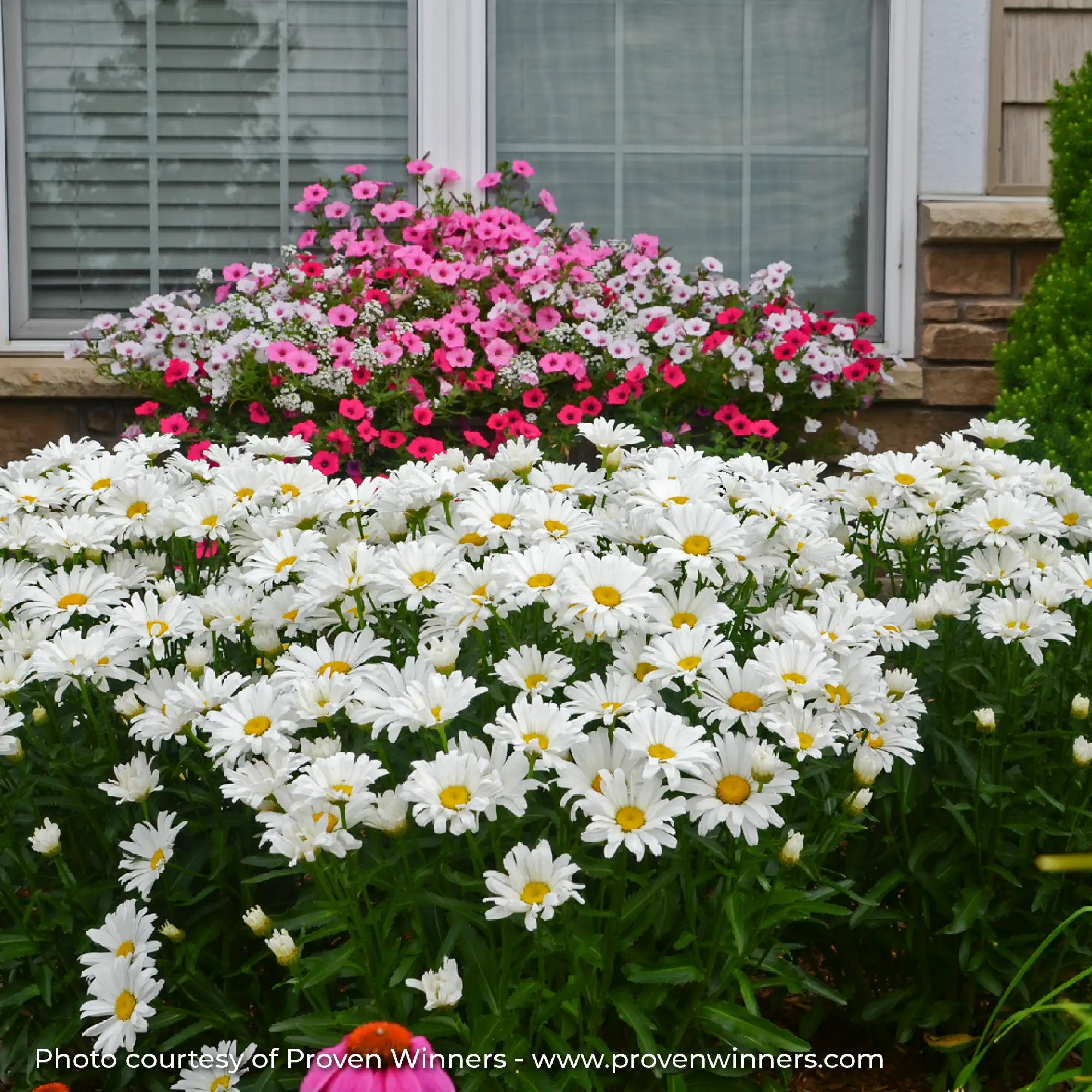 White and Yellow Shasta Daisy in a garden