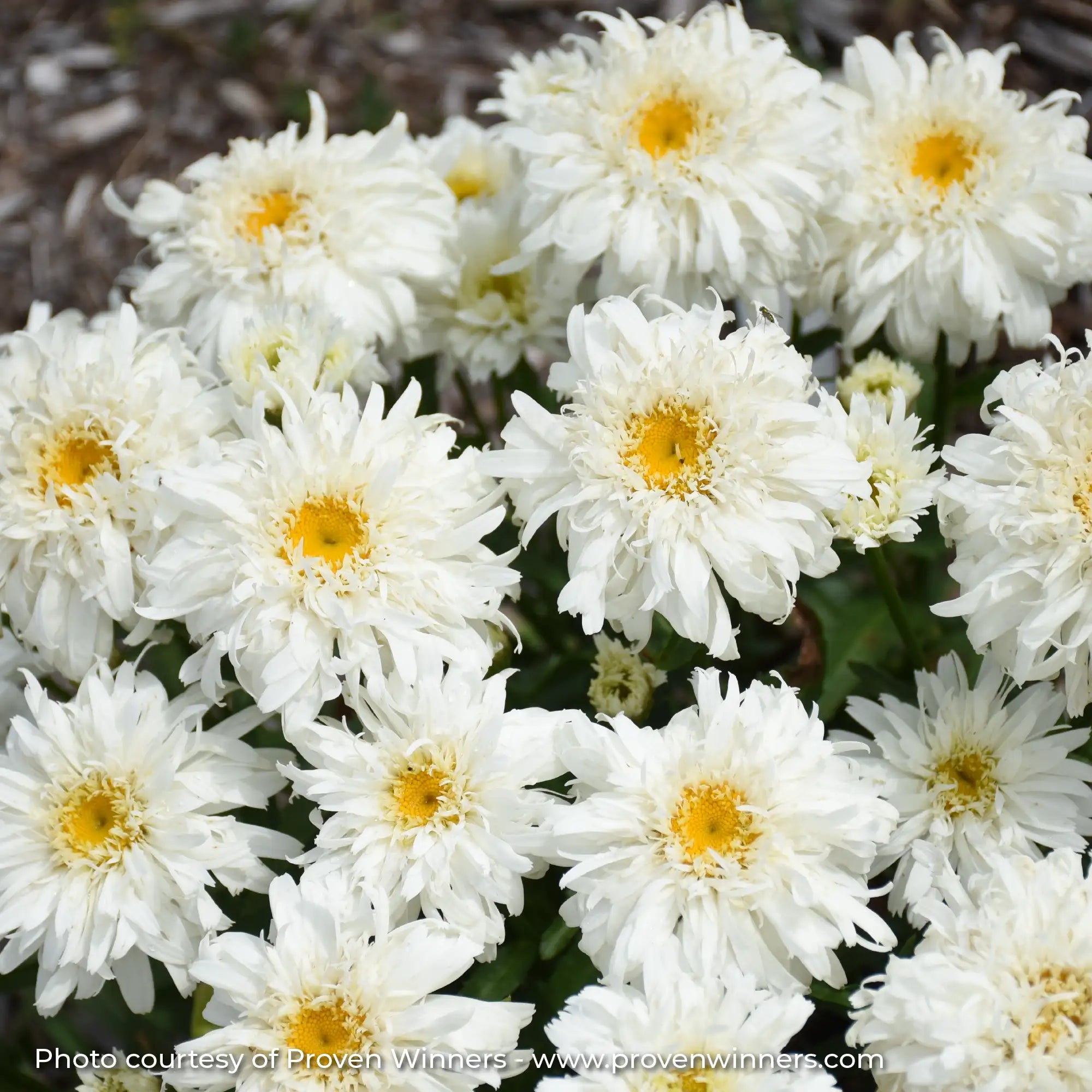 Close-up of White and Yellow Shasta Daisy