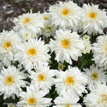 Close-up of White and Yellow Shasta Daisy