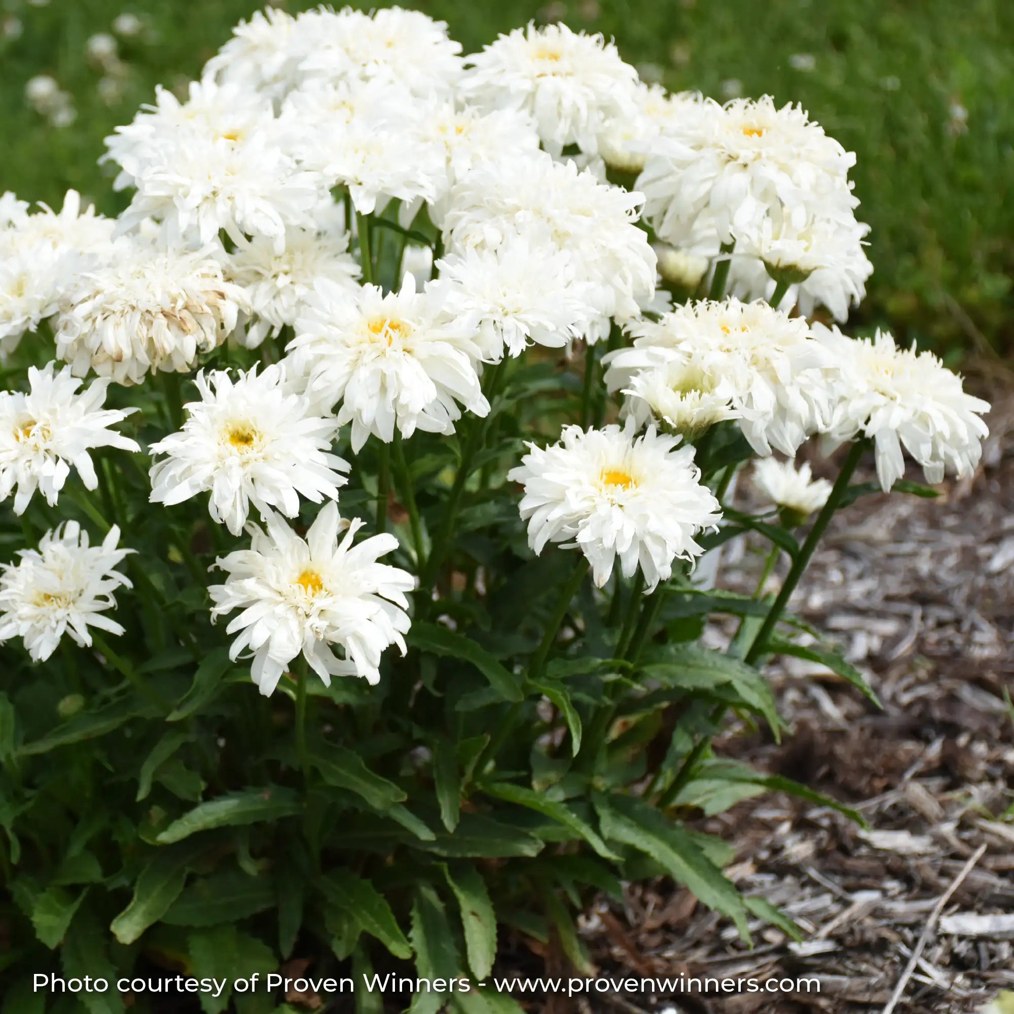White and Yellow Shasta Daisy in a garden 