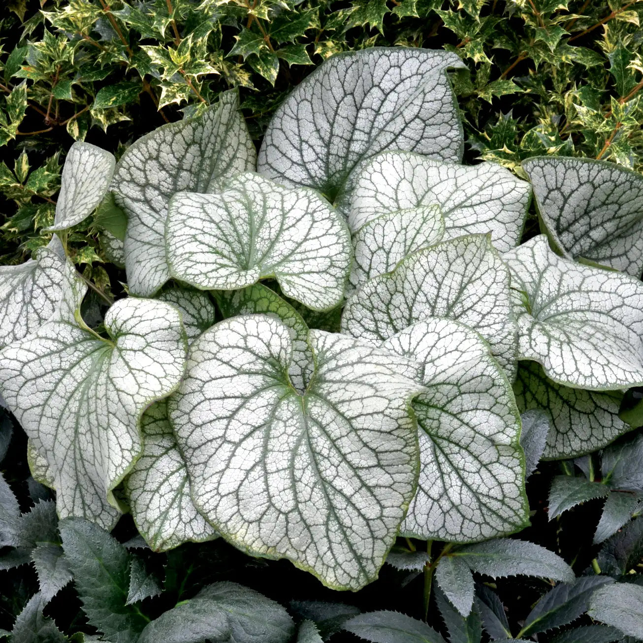 Siberian Bugloss 'Alexander's Great'