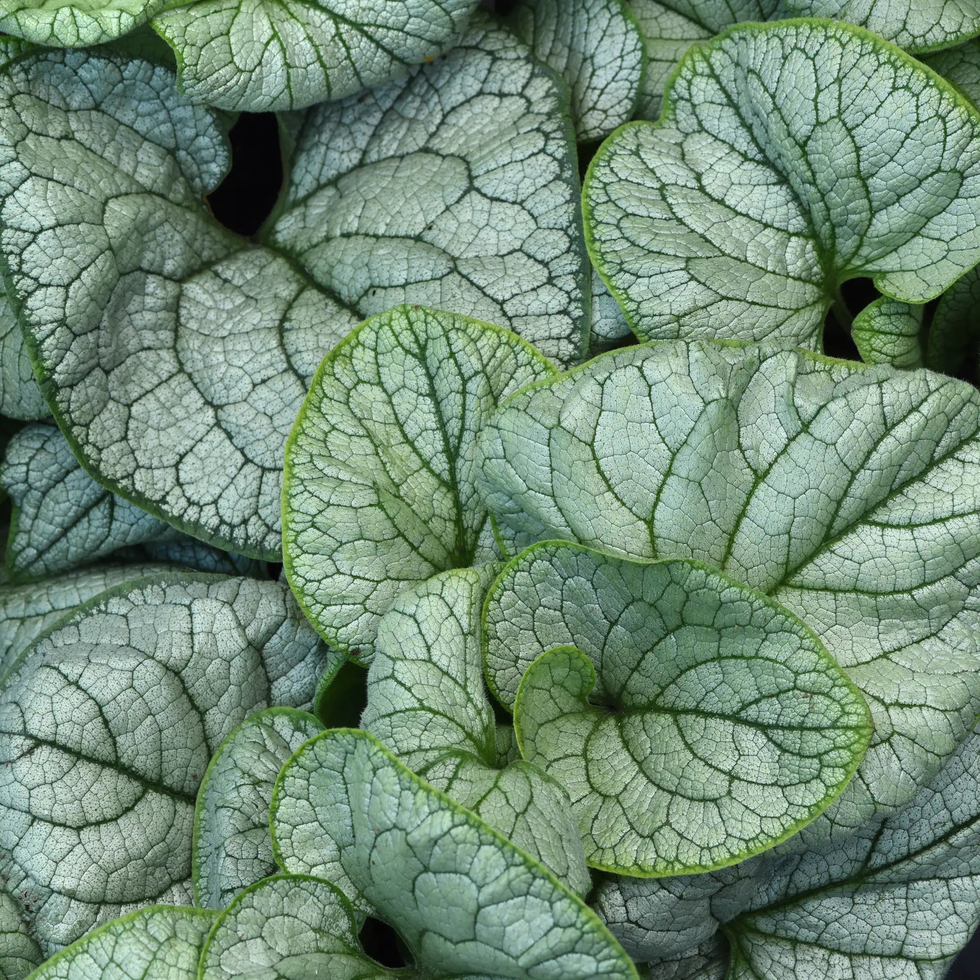 Siberian Bugloss 'Permafrost'