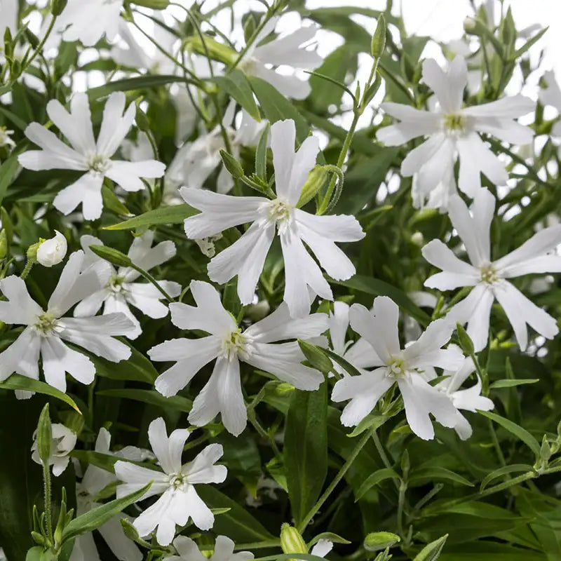 Silene Carol Jean™ 'White'