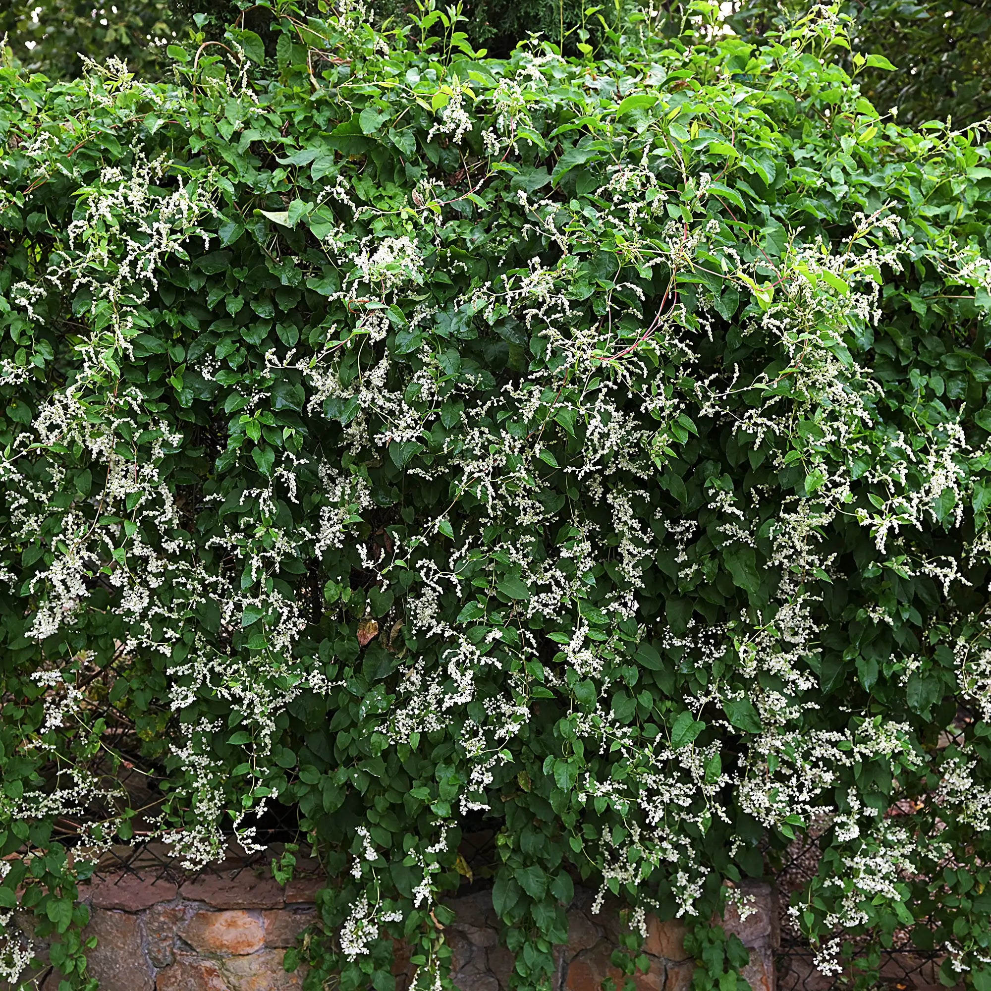 Silverlace Vine