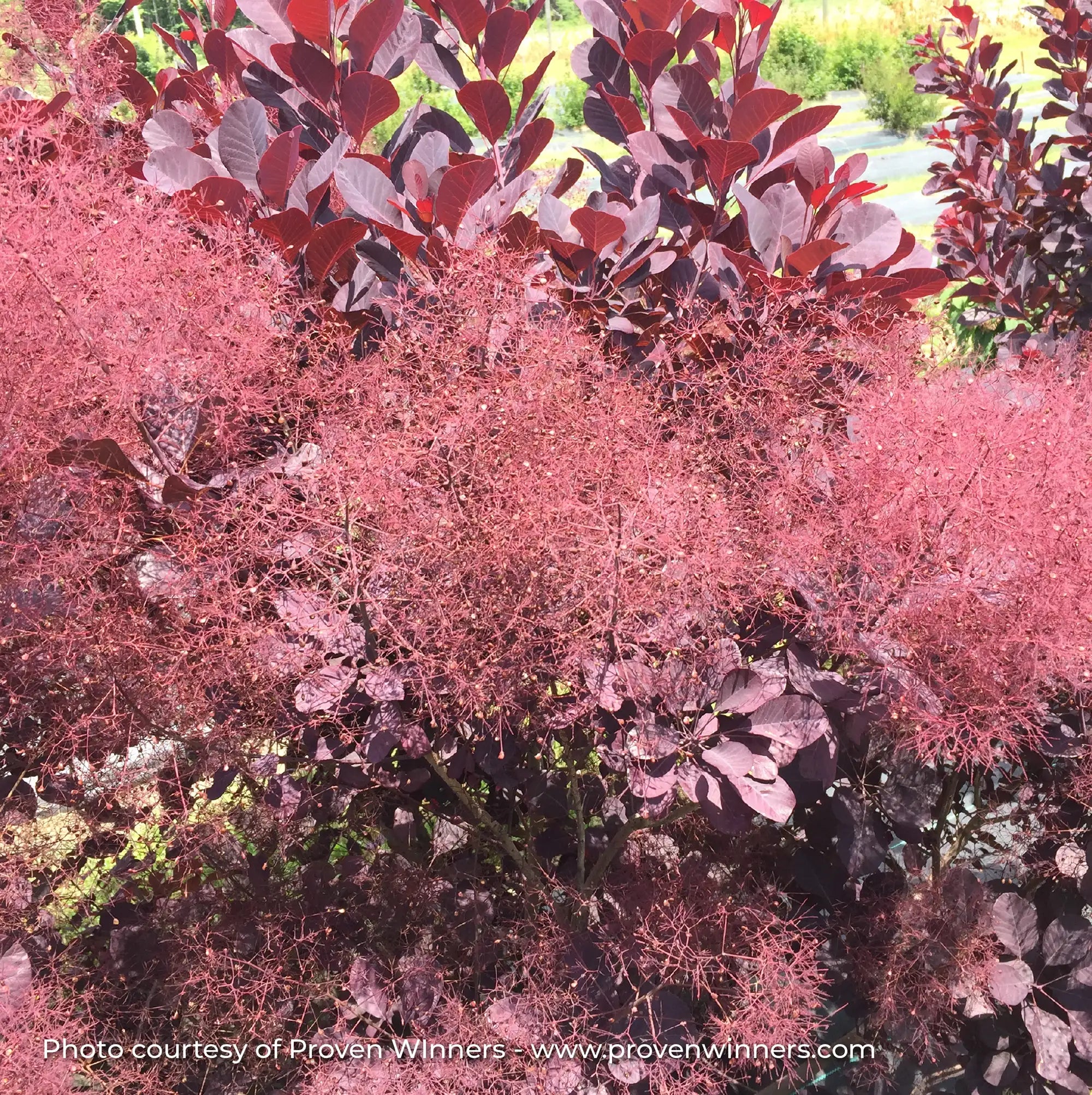 Smokebush 'Winecraft Black®'