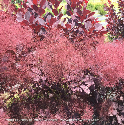 Smokebush 'Winecraft Black®'