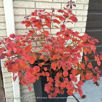 Smokebush 'Winecraft Black®'