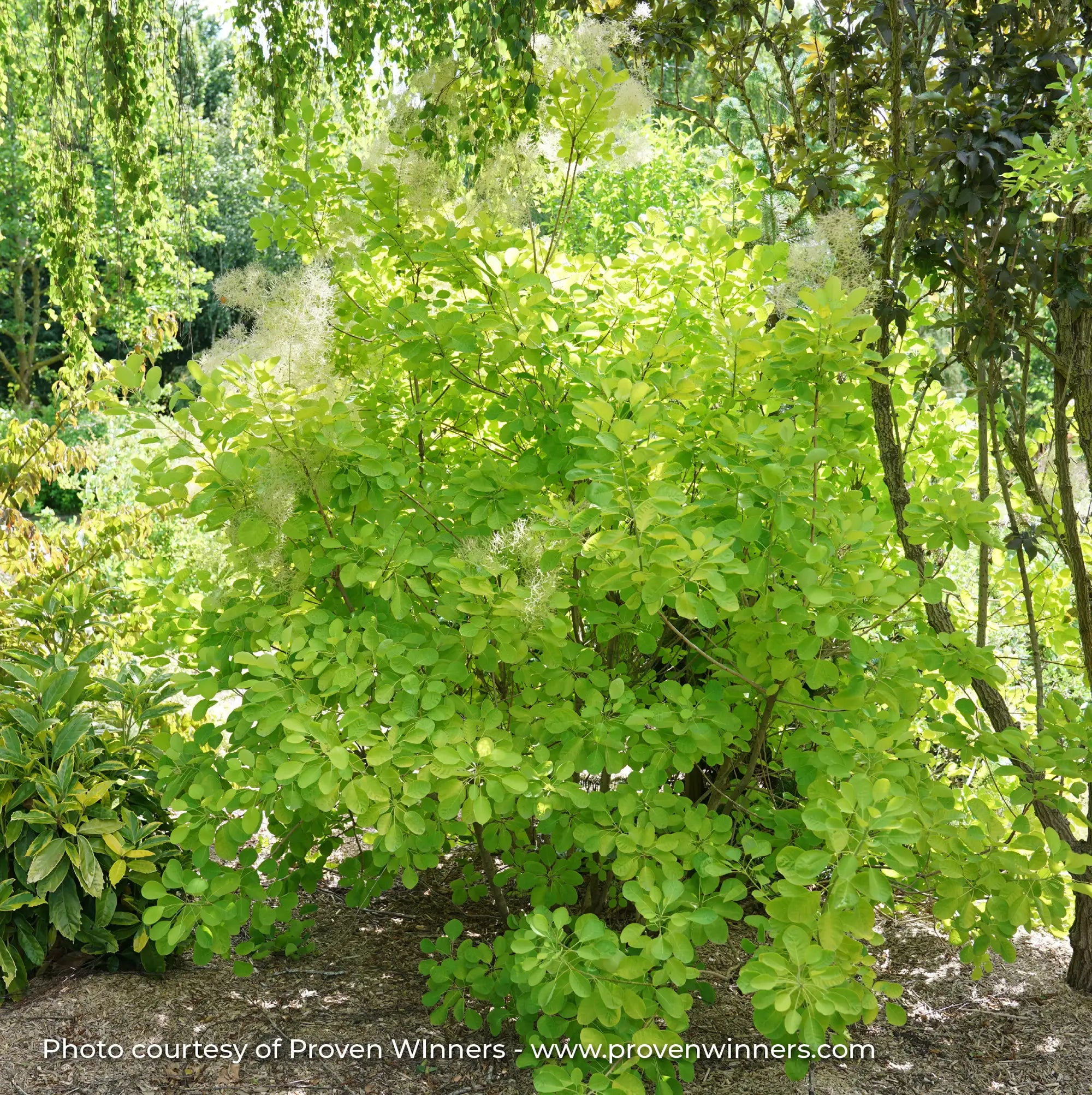 Smokebush 'Winecraft Gold®'