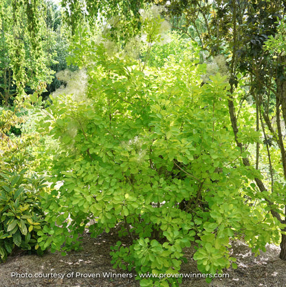 Smokebush 'Winecraft Gold®'