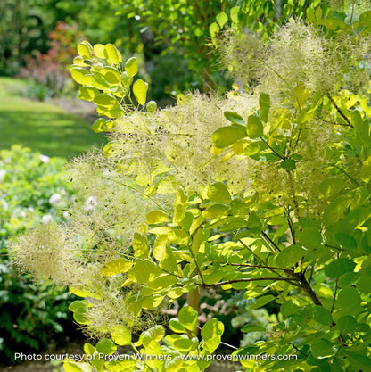 Smokebush 'Winecraft Gold®'