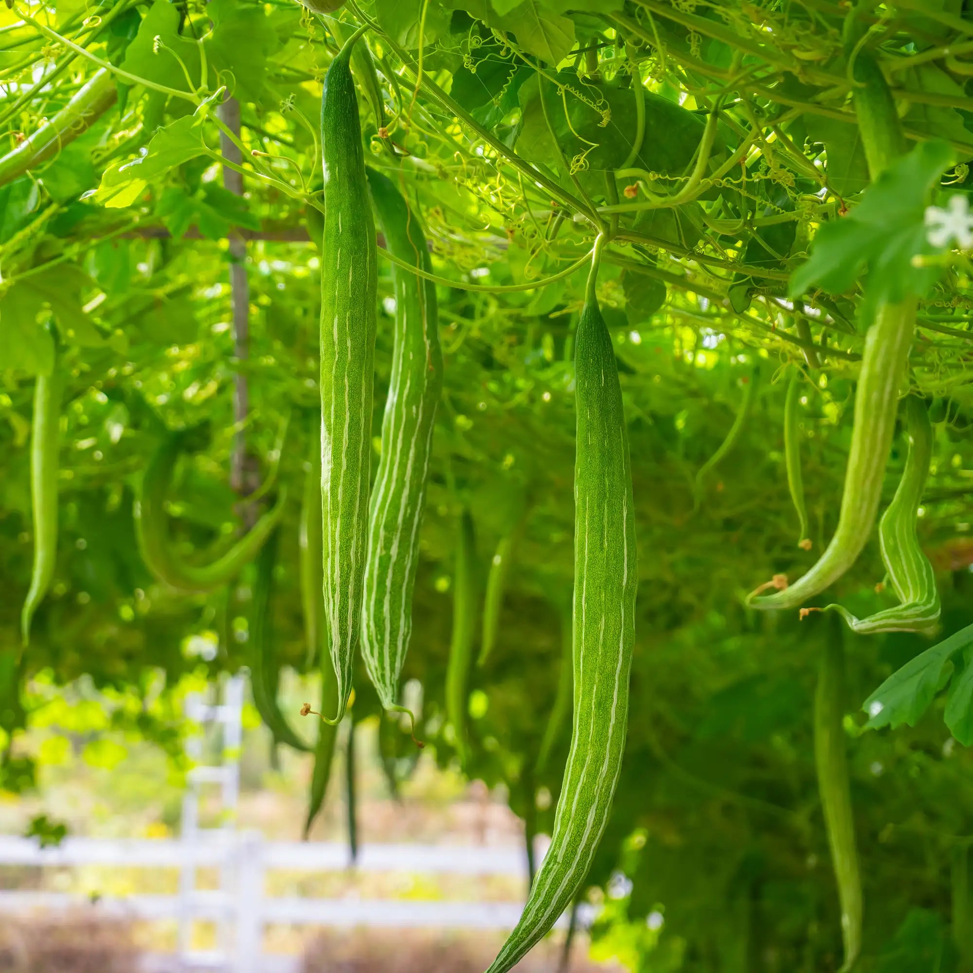 Snake Gourd