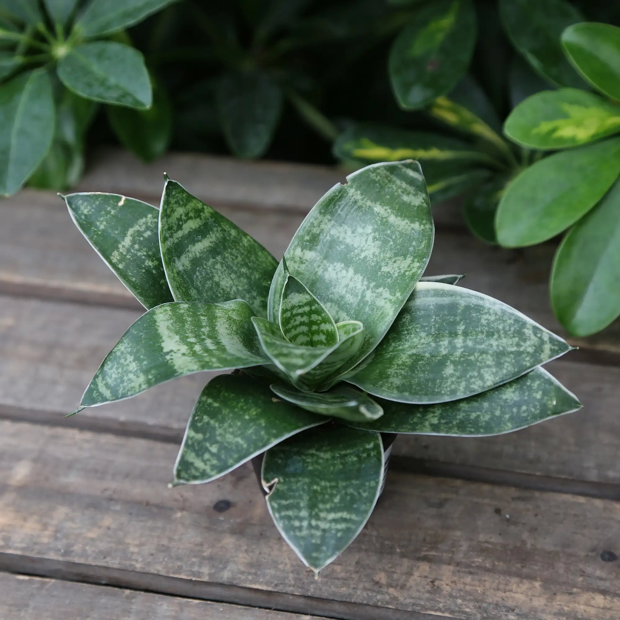 Snake Plant Nest 'Hahnii Green'