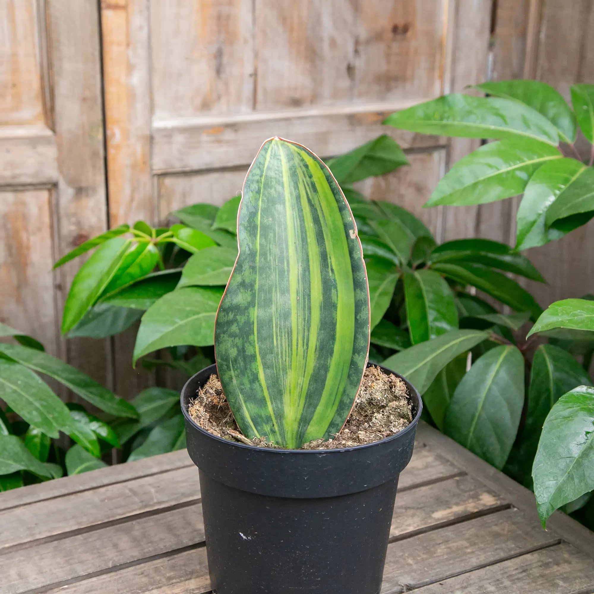 Snake Plant Whale Fin Variegated