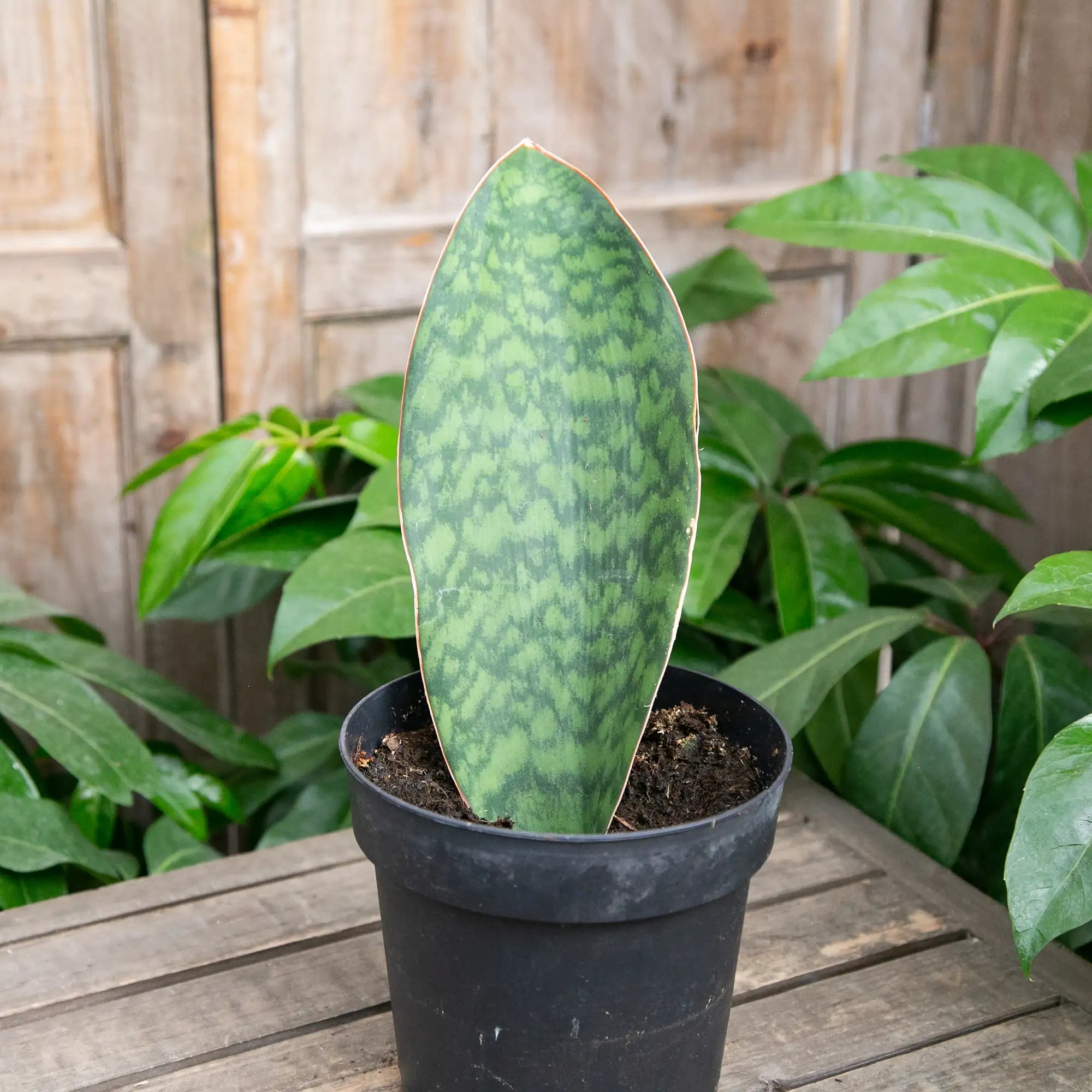 Snake Plant Whale Fin
