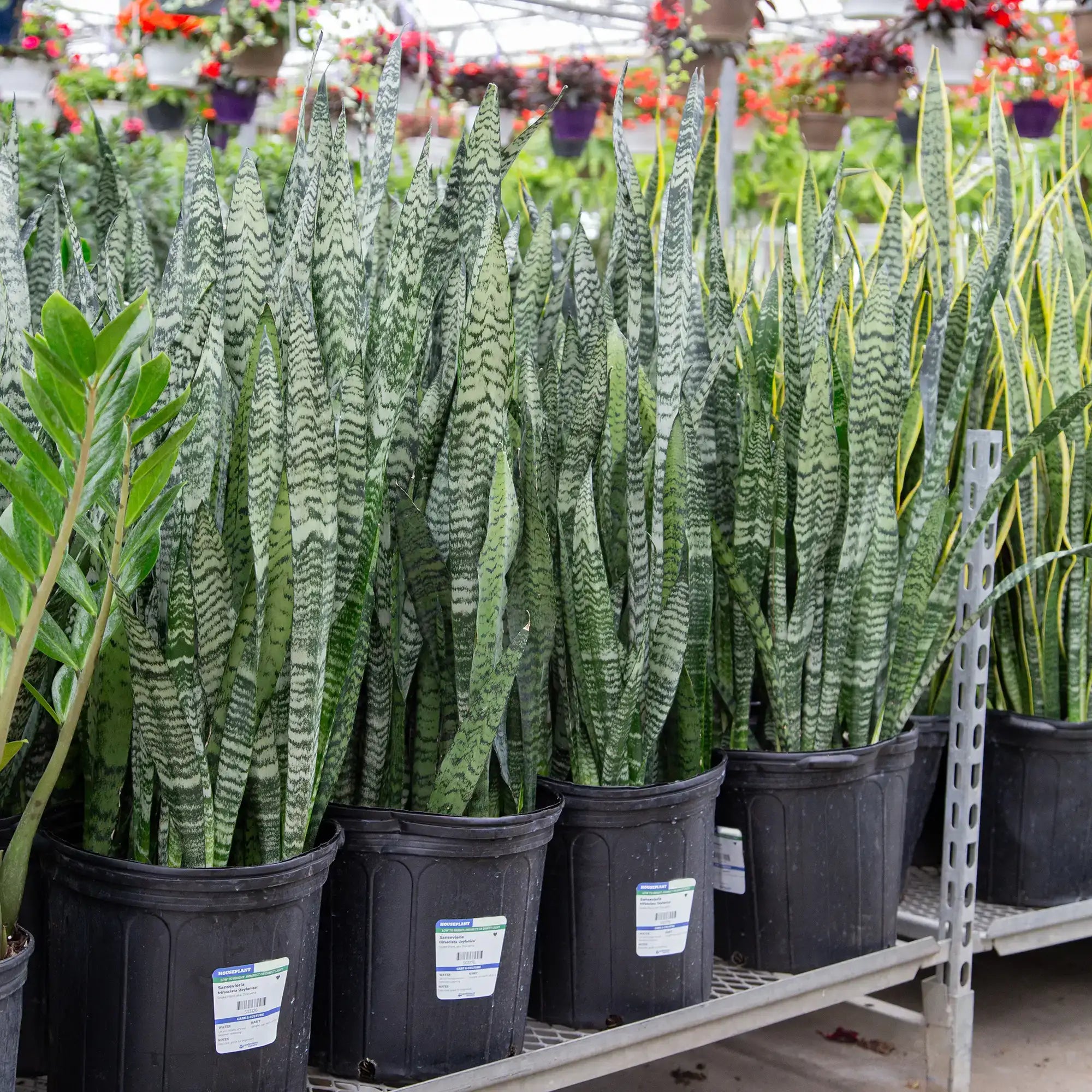 Snake Plant 'Zeylanica'
