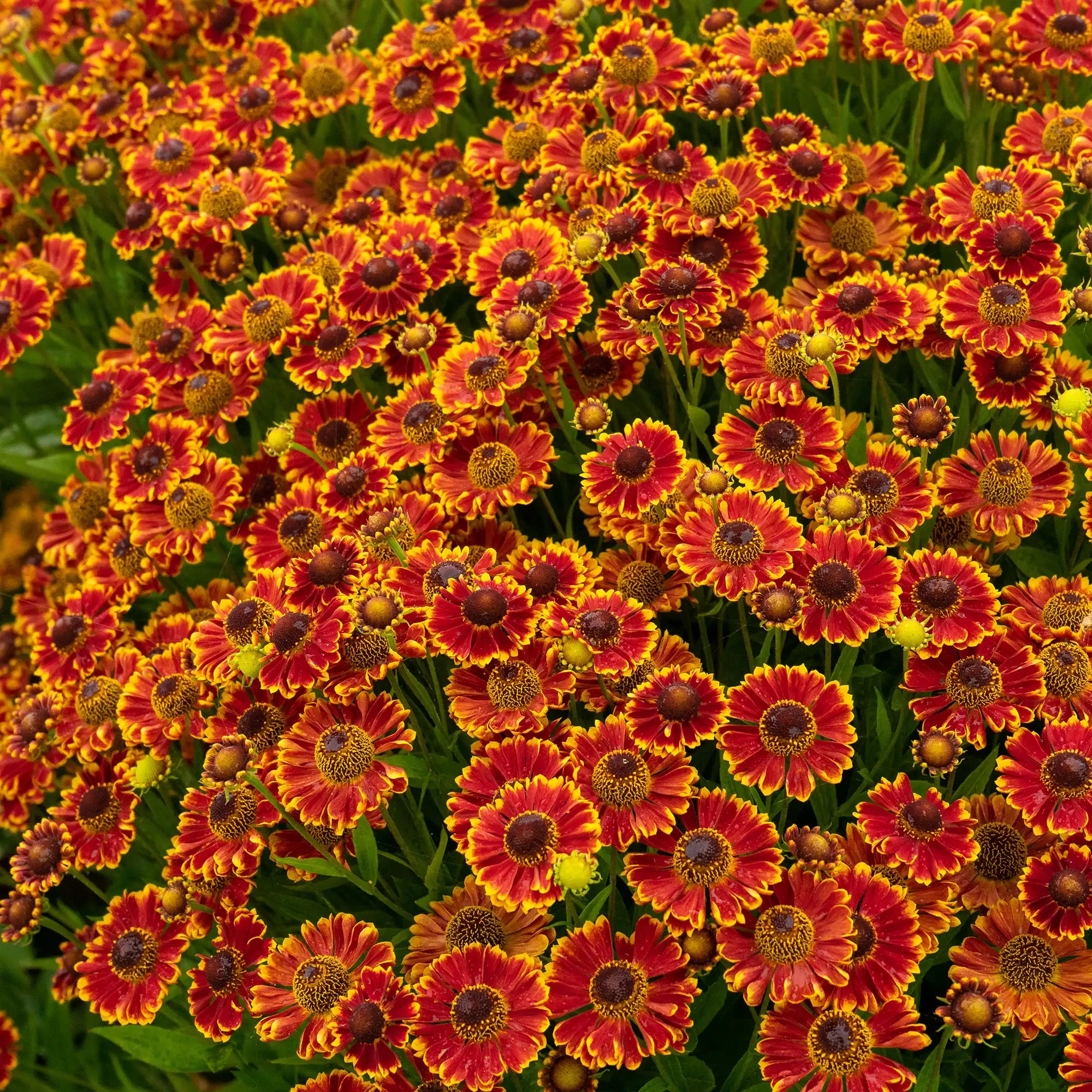 Sneezeweed Mariachi™ 'Bandera'