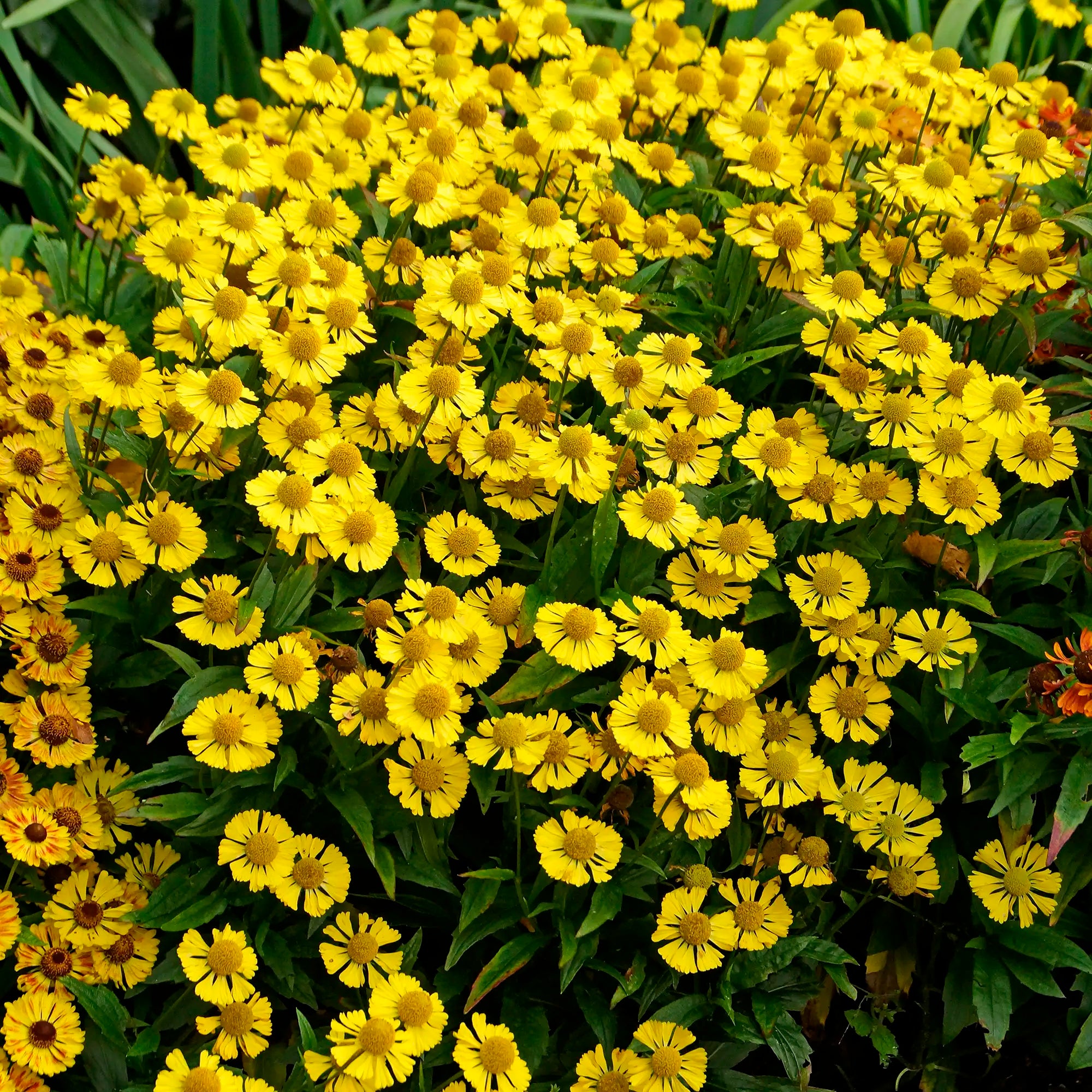 Sneezeweed Mariachi™ 'Sombrero'