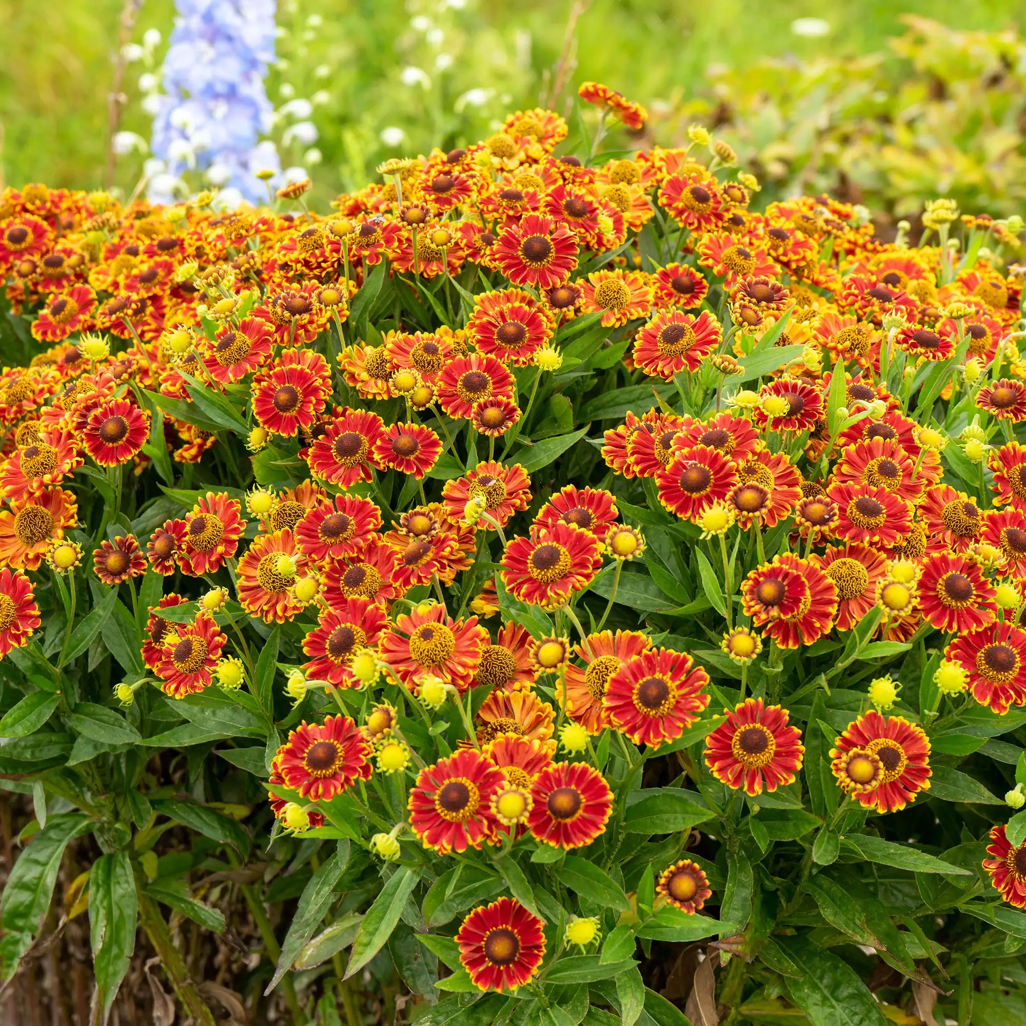 Sneezeweed Mariachi™ 'Fuego'