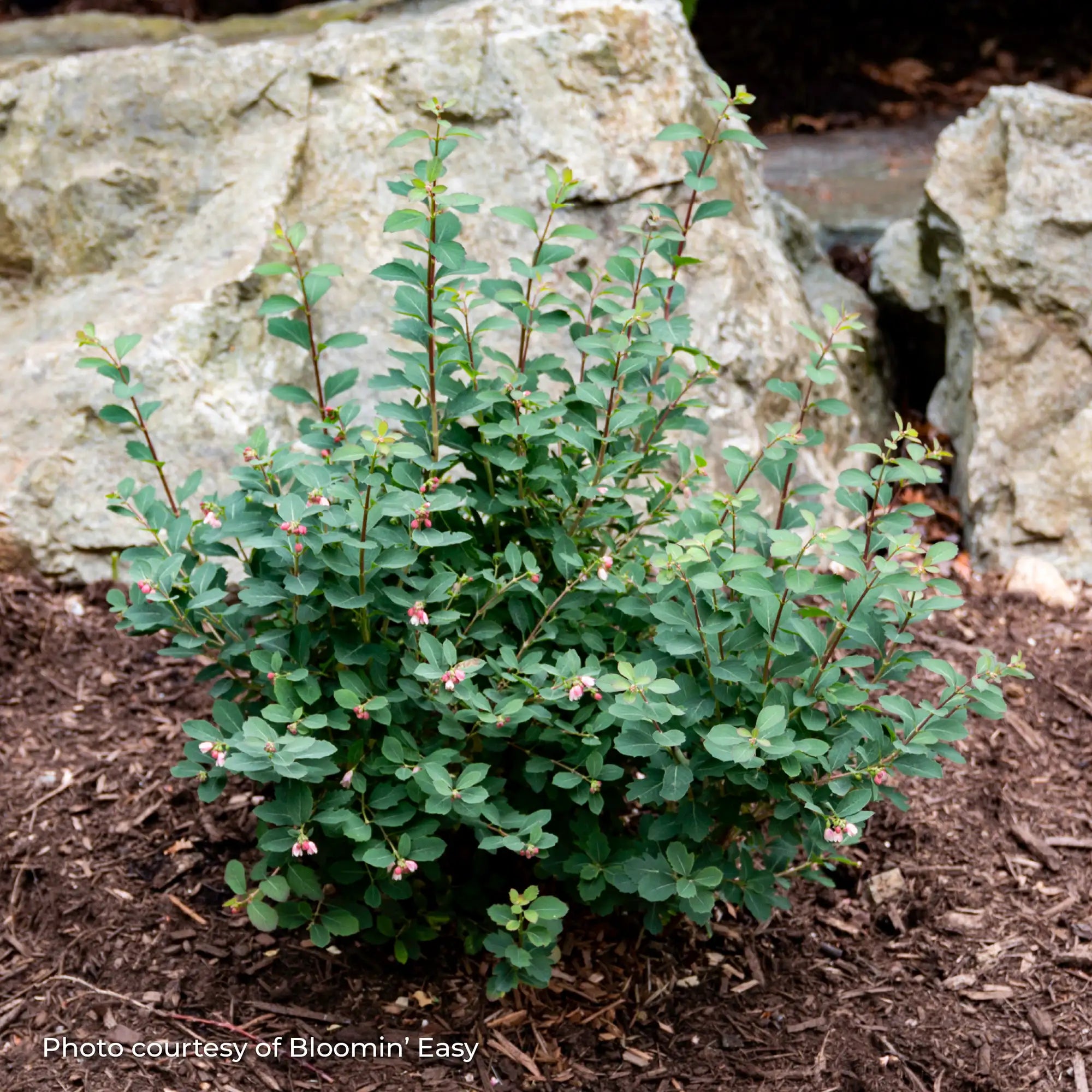 Snowberry 'Pinky Promise®'