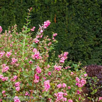 Snowberry 'Pinky Promise®'