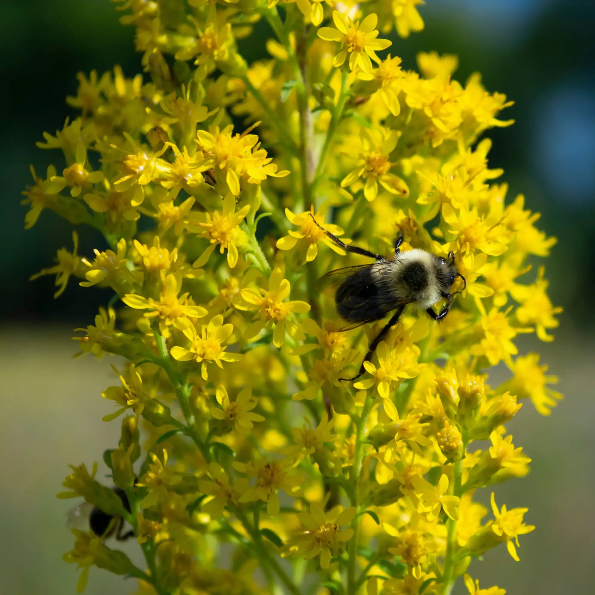 Goldenrod Showy