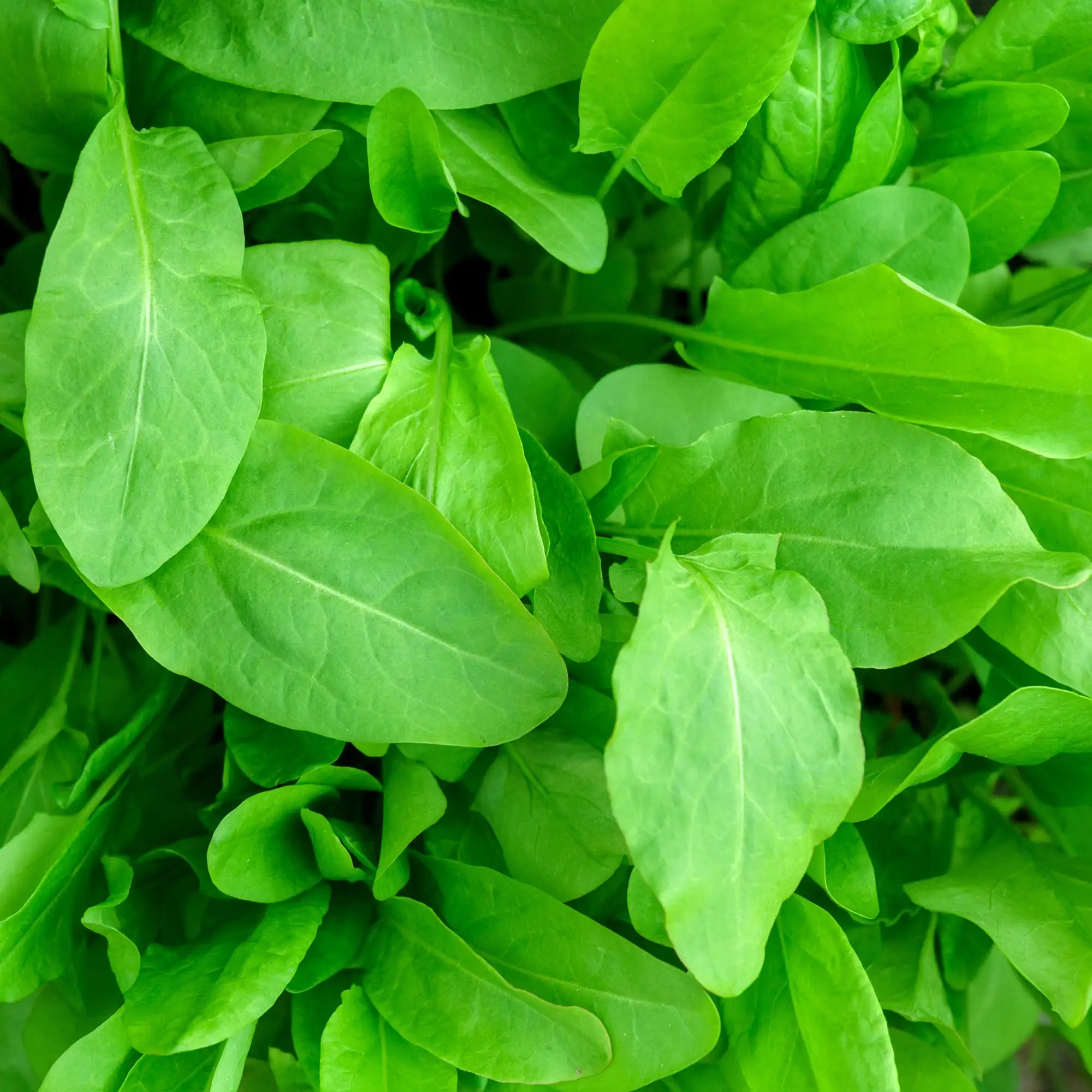 Close-up of fresh green sorrel leaves
