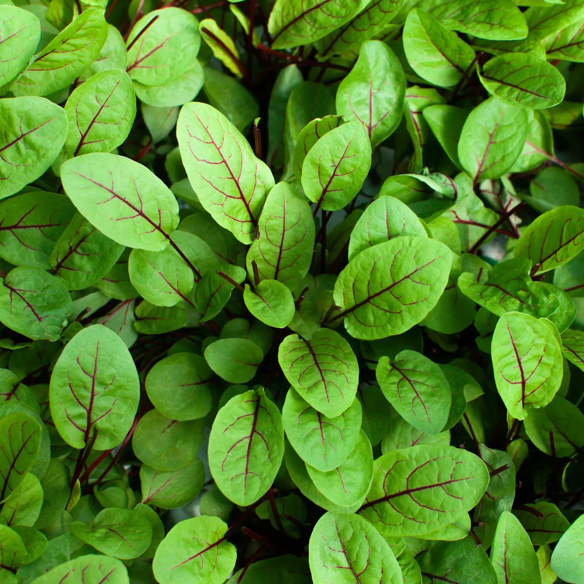Close-up of red veined sorrel plants