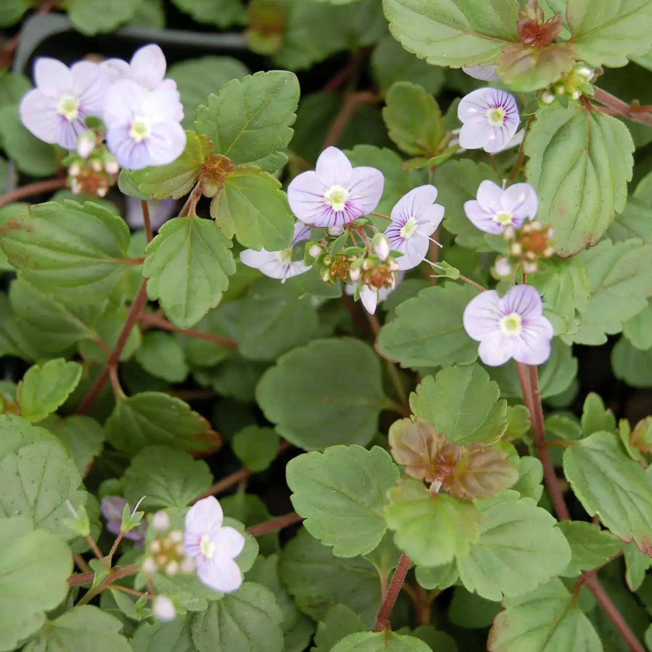 Speedwell Groundcover 'Waterperry Blue'