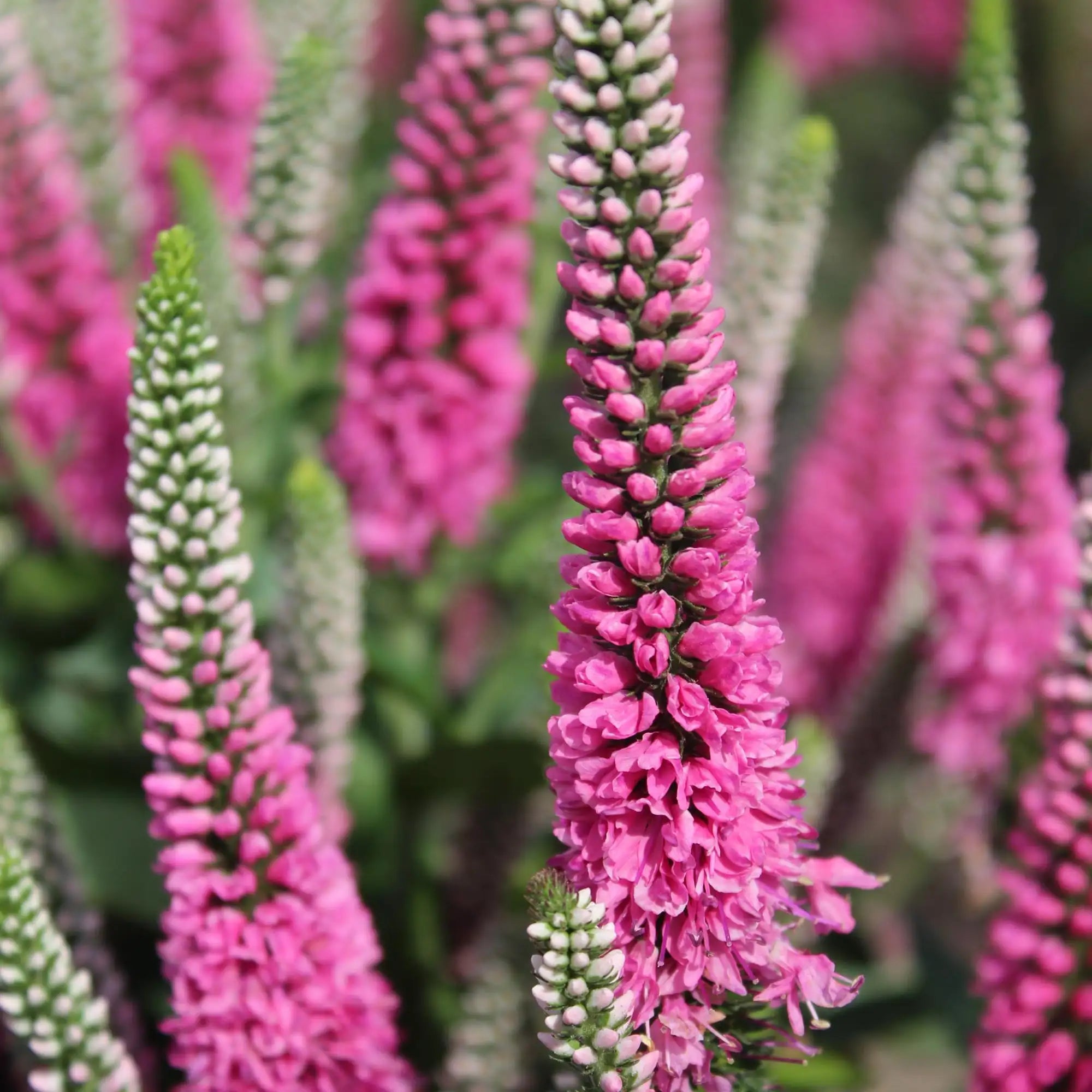 Speedwell 'Pink Candles'