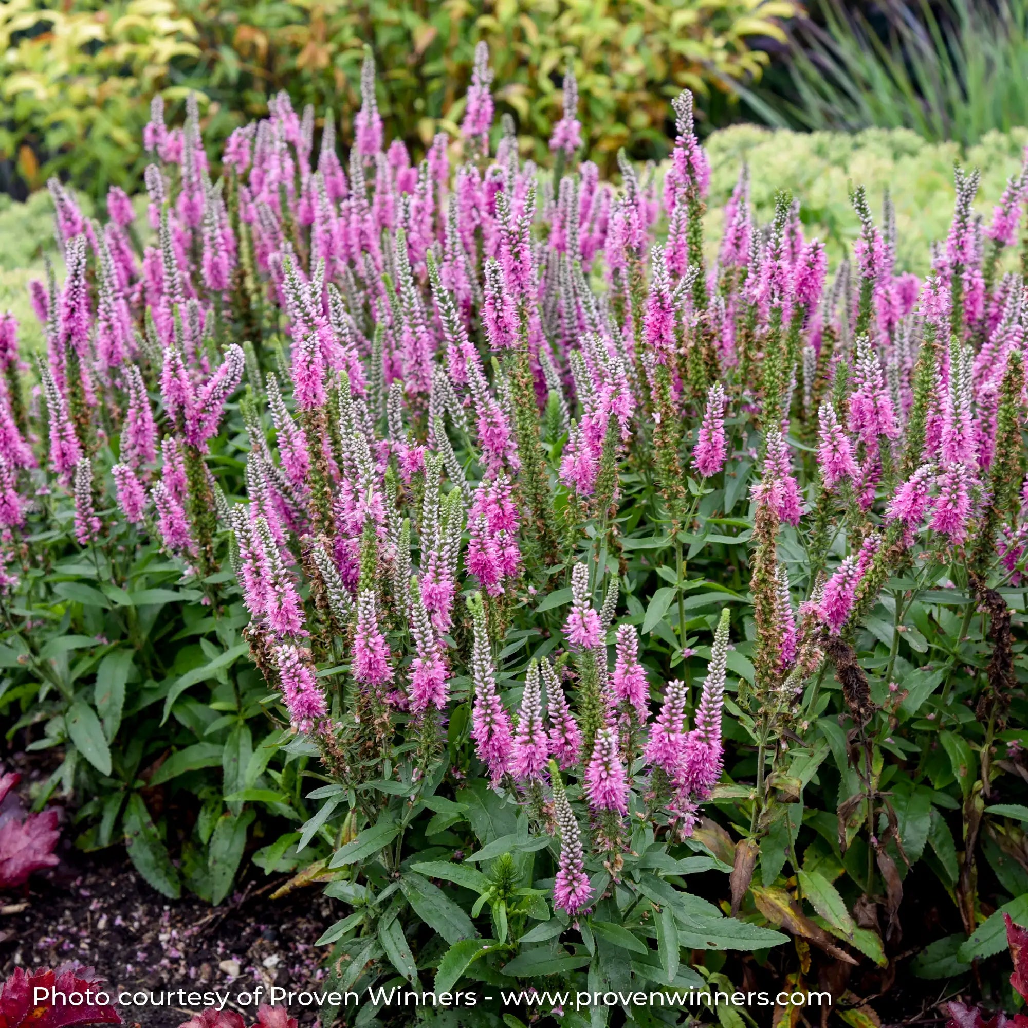 Bright Pink Speedwell in a garden