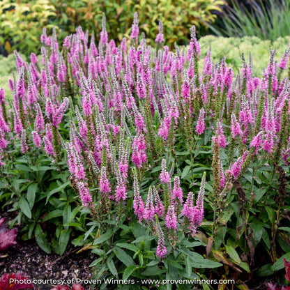 Bright Pink Speedwell in a garden