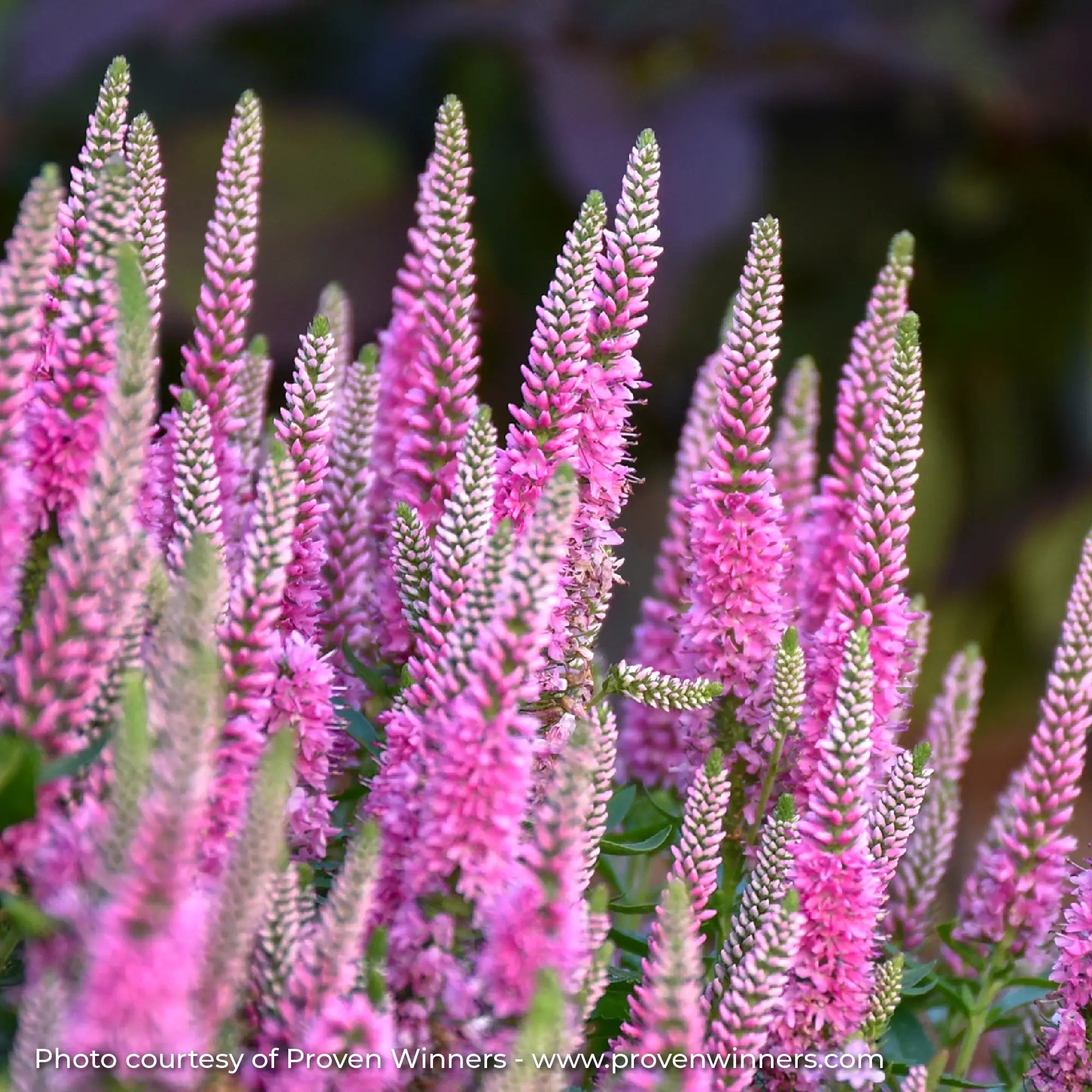 Bright Pink Speedwell in a garden