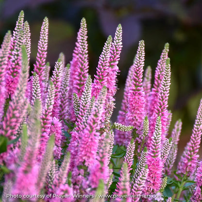 Bright Pink Speedwell in a garden