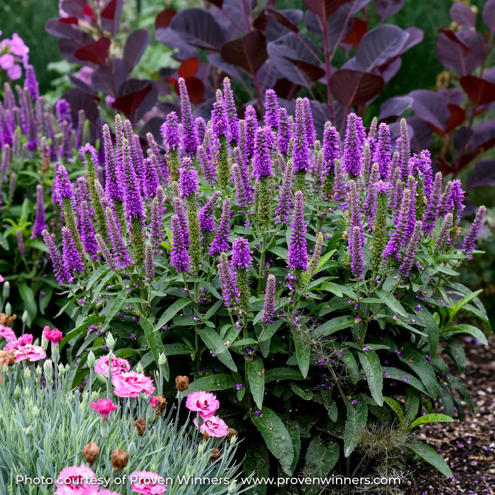 Purple Speedwell in a garden