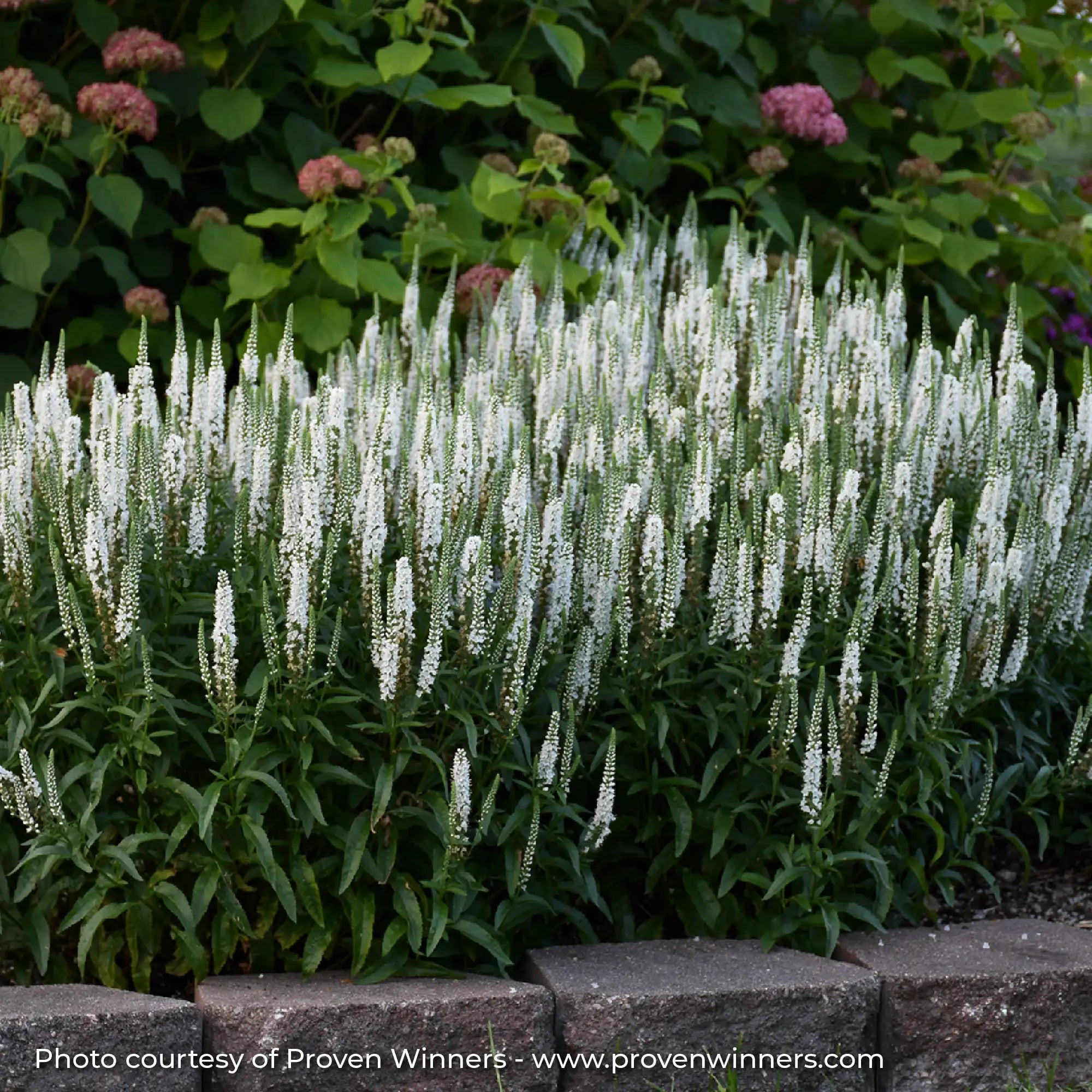White Speedwells in a garden